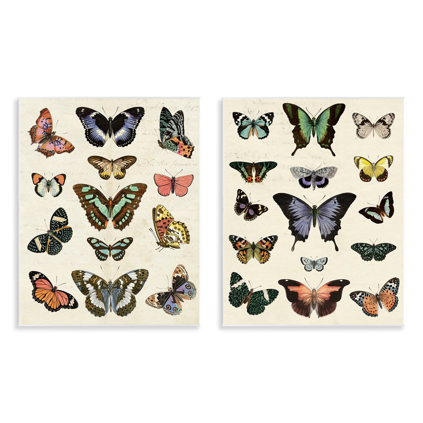 Stupell Industries Antique Butterfly Collection 2pc Wall Plaque Art Set Design by Susan Arnot