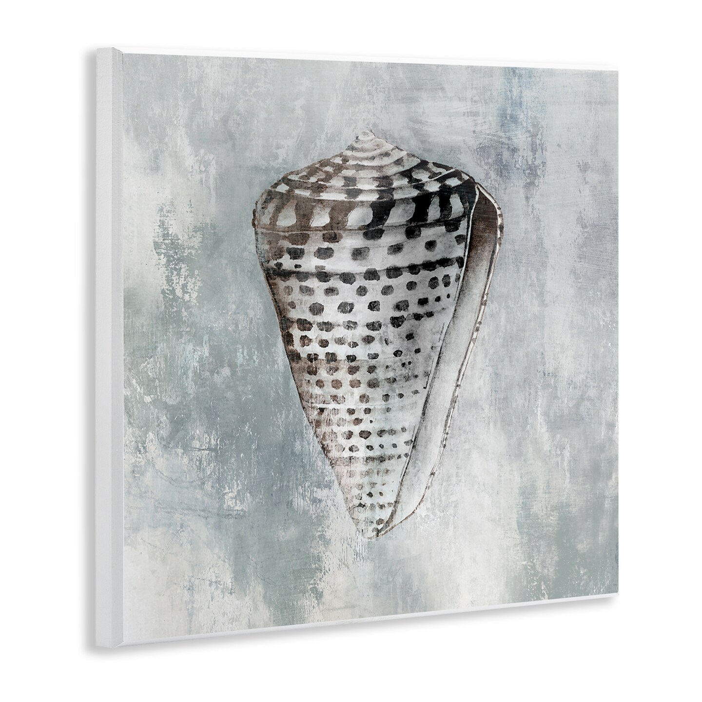 Stupell Industries Organic Cowrie Shell Wall Plaque Art Design by Eli Jones