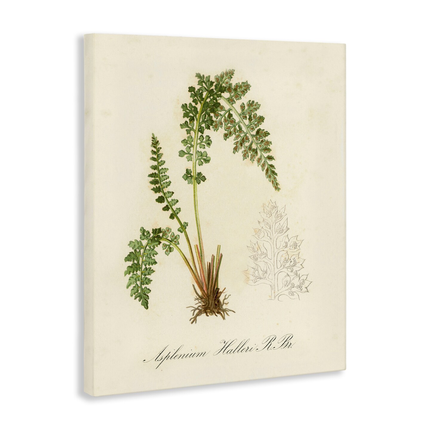 Stupell Industries Scientific Fern Study Canvas Wall Art Design by Tina Higgins Designs, Inc.