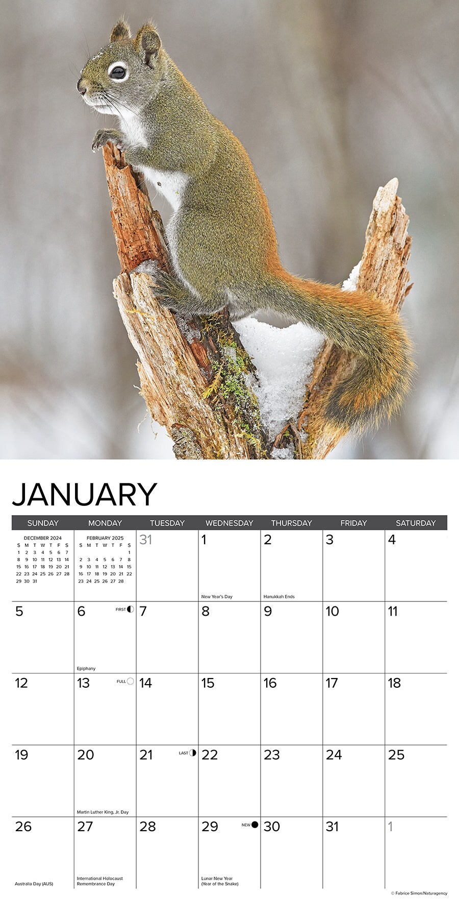 Squirrels 2025 Wall Calendar
