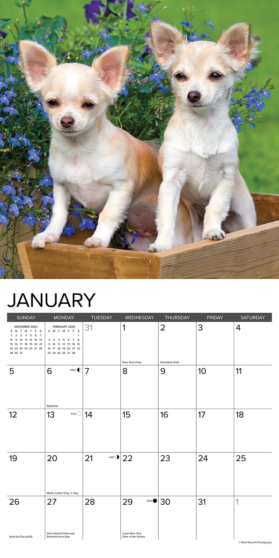 Chihuahua Puppies 2025 Wall Calendar