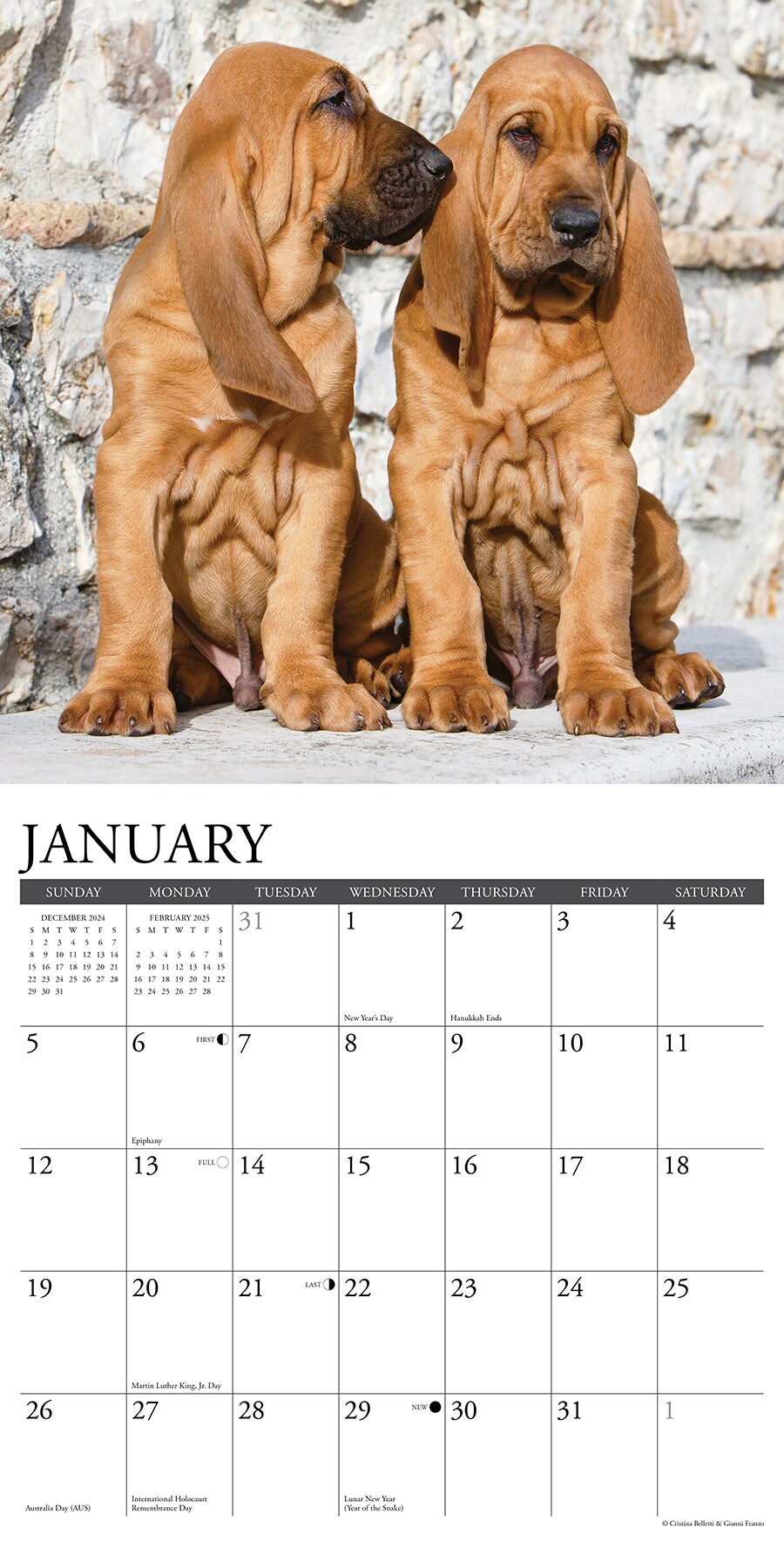 Bloodhounds 2025 Wall Calendar