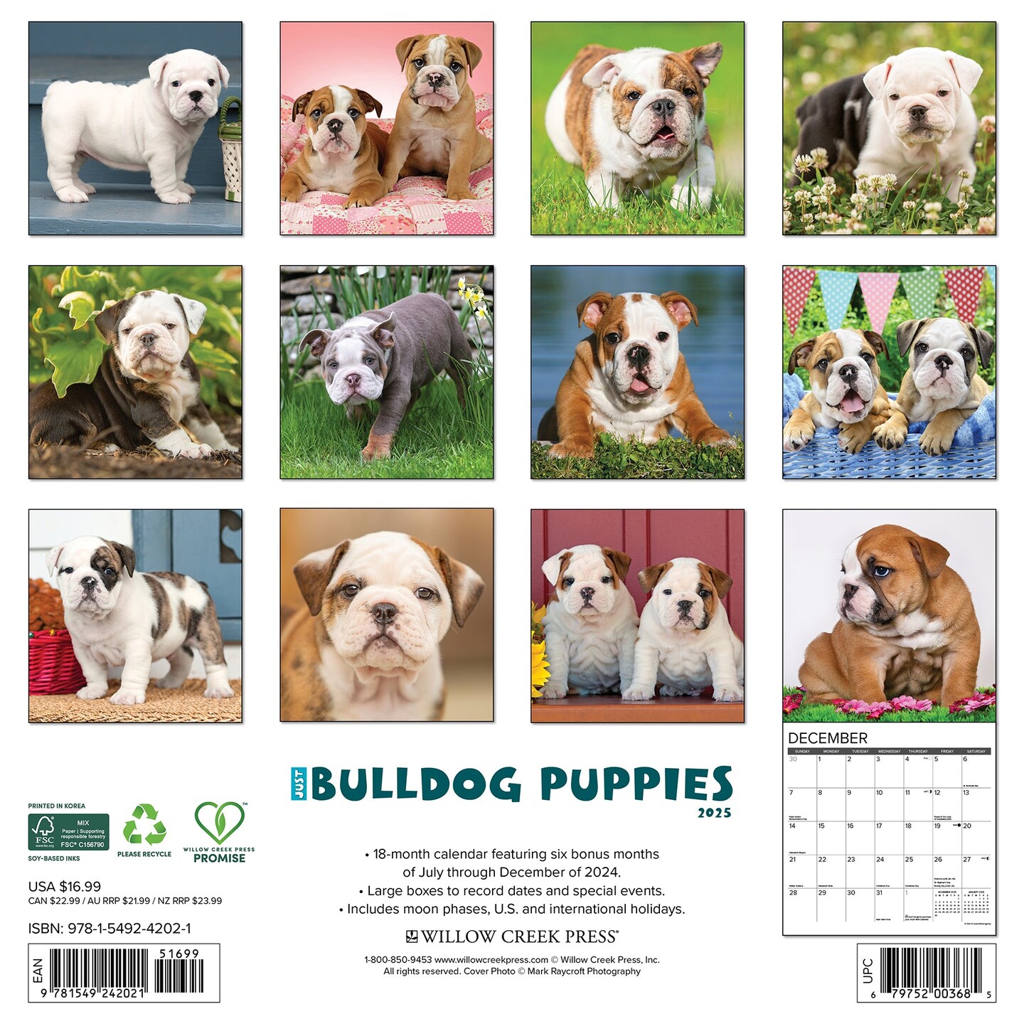 Bulldog Puppies 2025 Wall Calendar