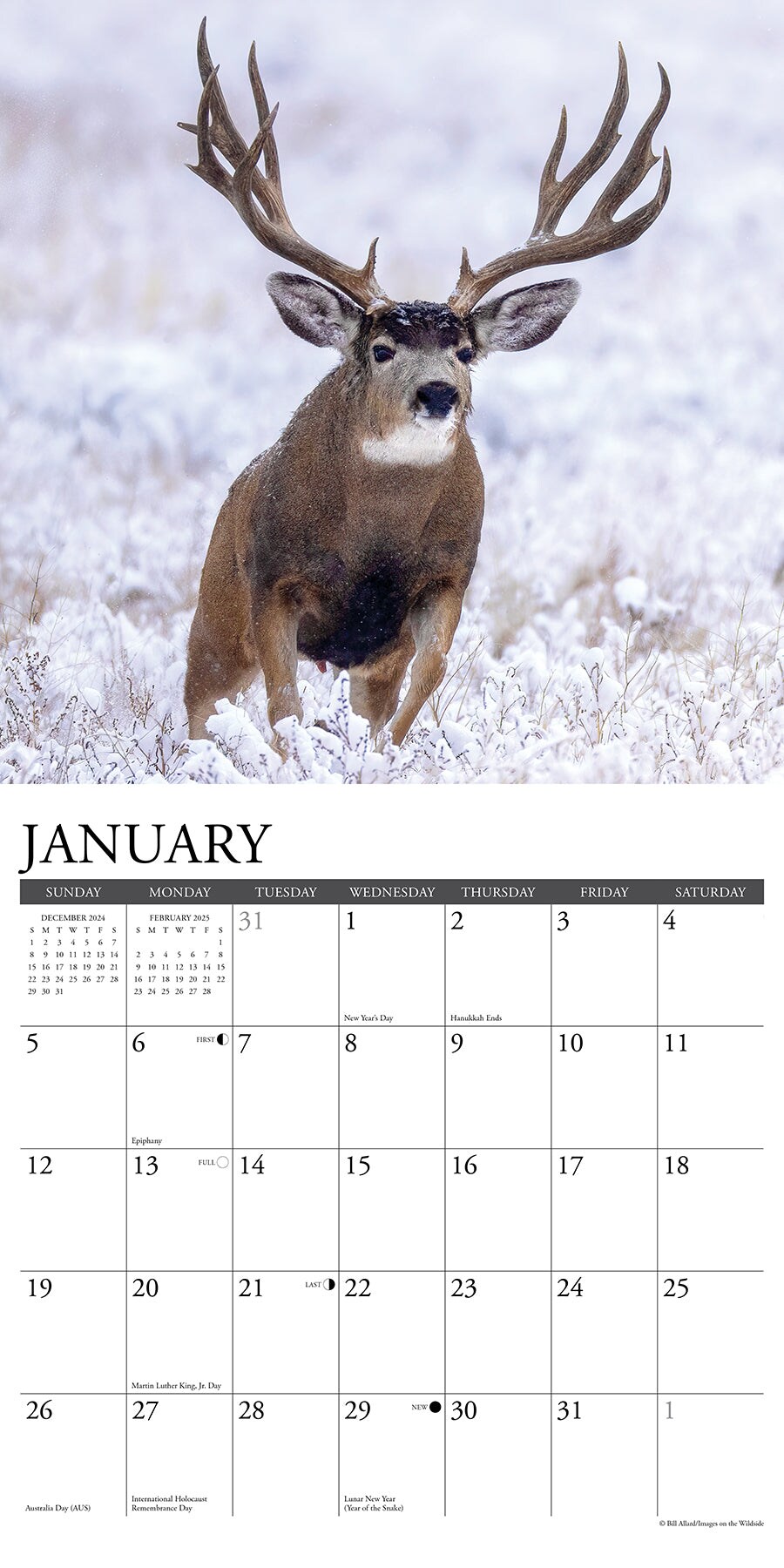 Mule Deer 2025 Wall Calendar