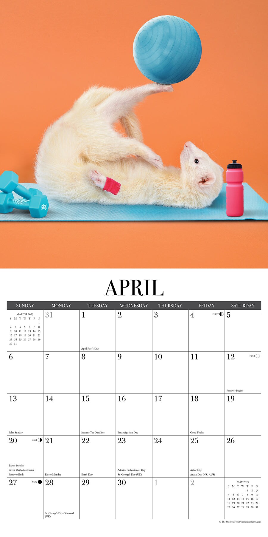 Modern Ferret (The) 2025 Wall Calendar