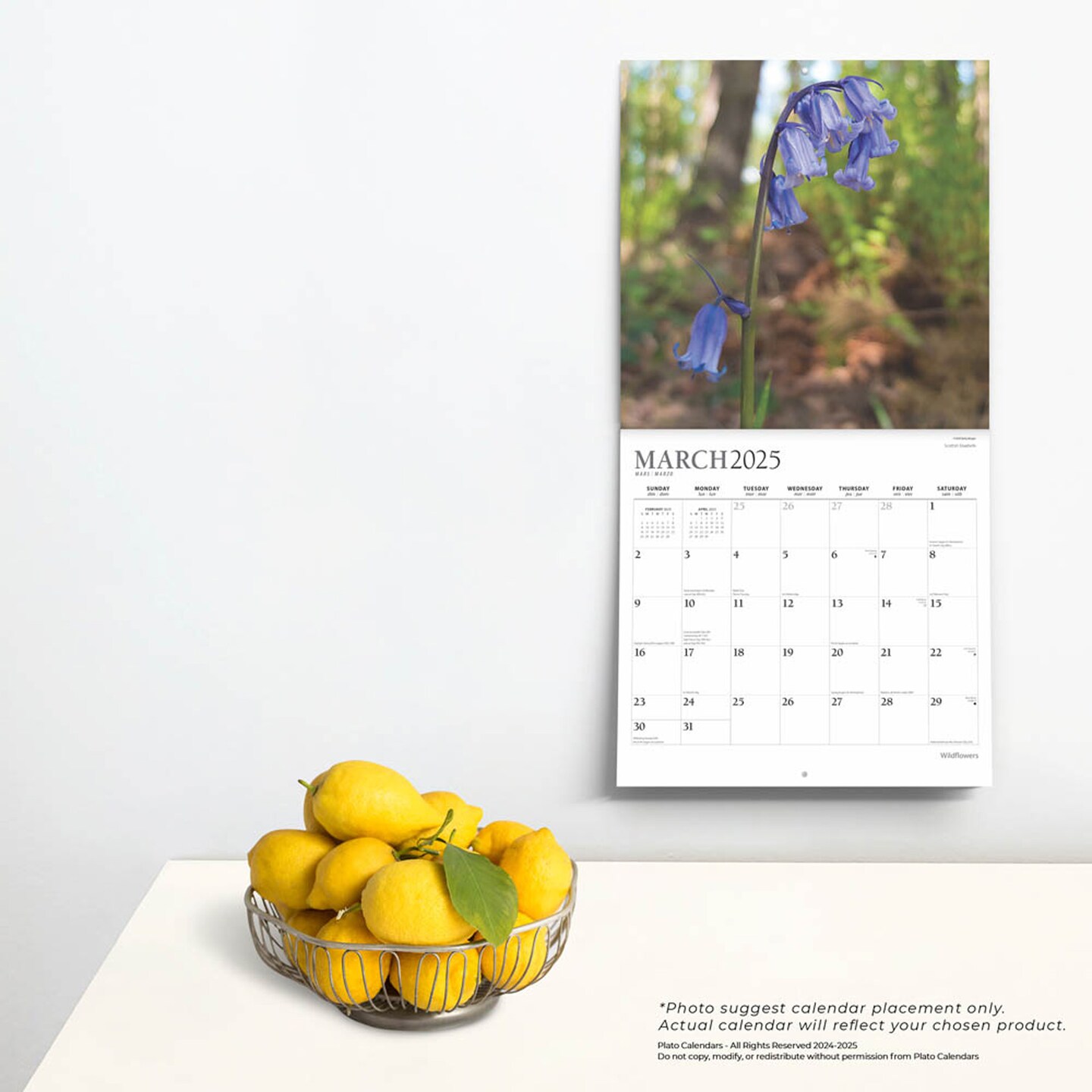 Wildflowers | 2025 12 x 24 Inch Monthly Square Wall Calendar | Foil Stamped Cover | Plato | Outdoor Plant Floral