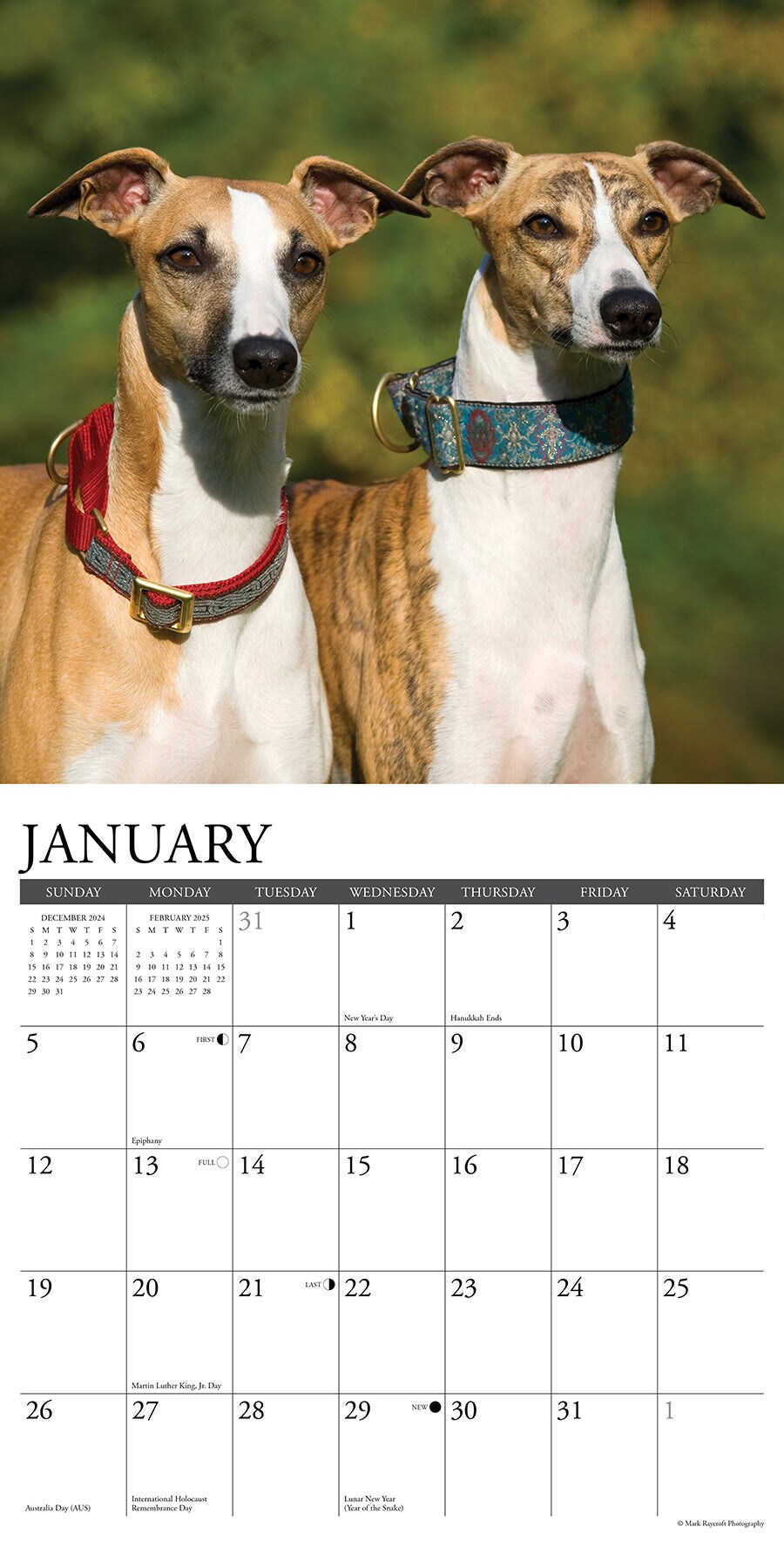 Whippets 2025 Wall Calendar