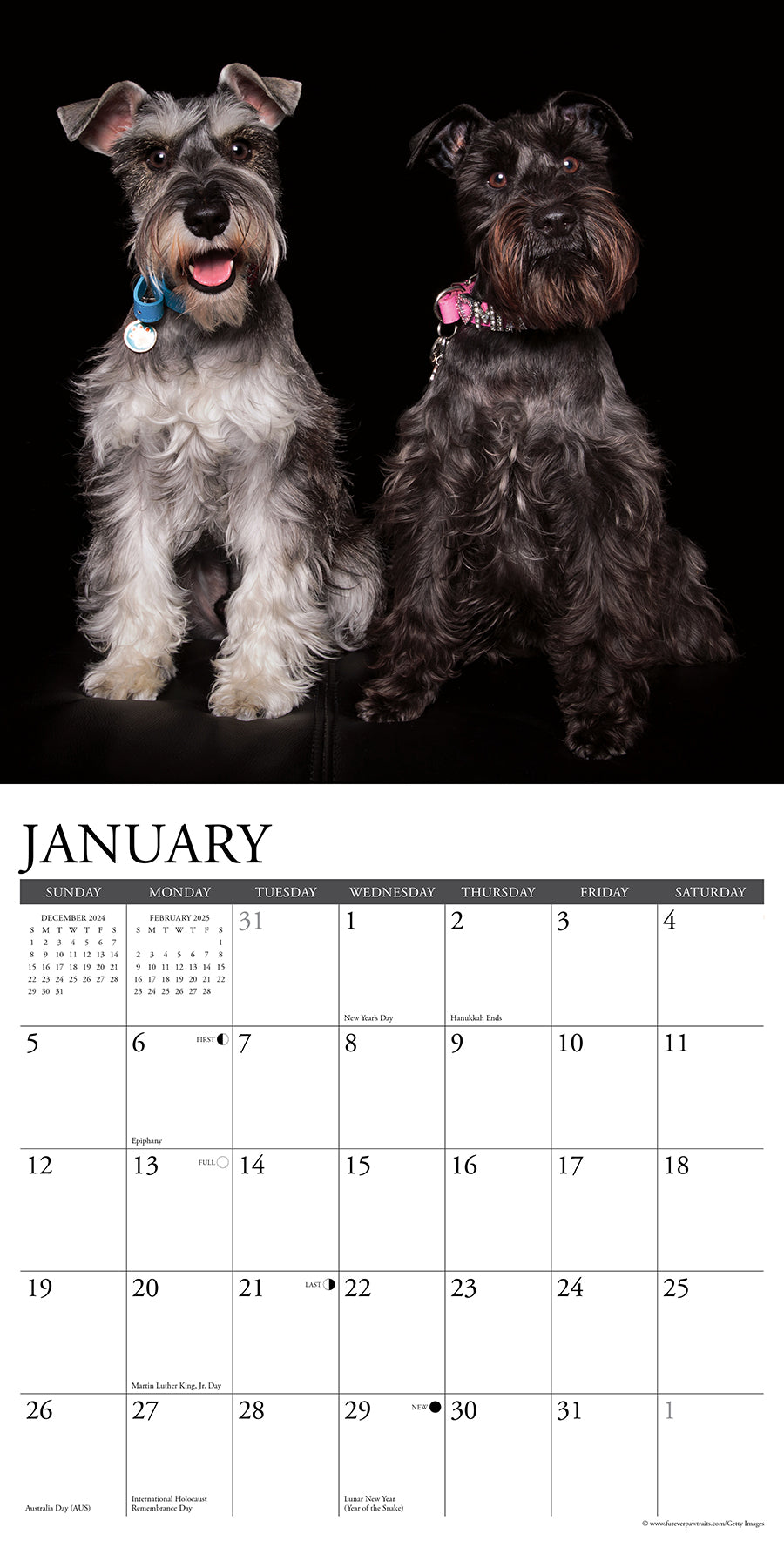 Schnauzers 2025 Wall Calendar