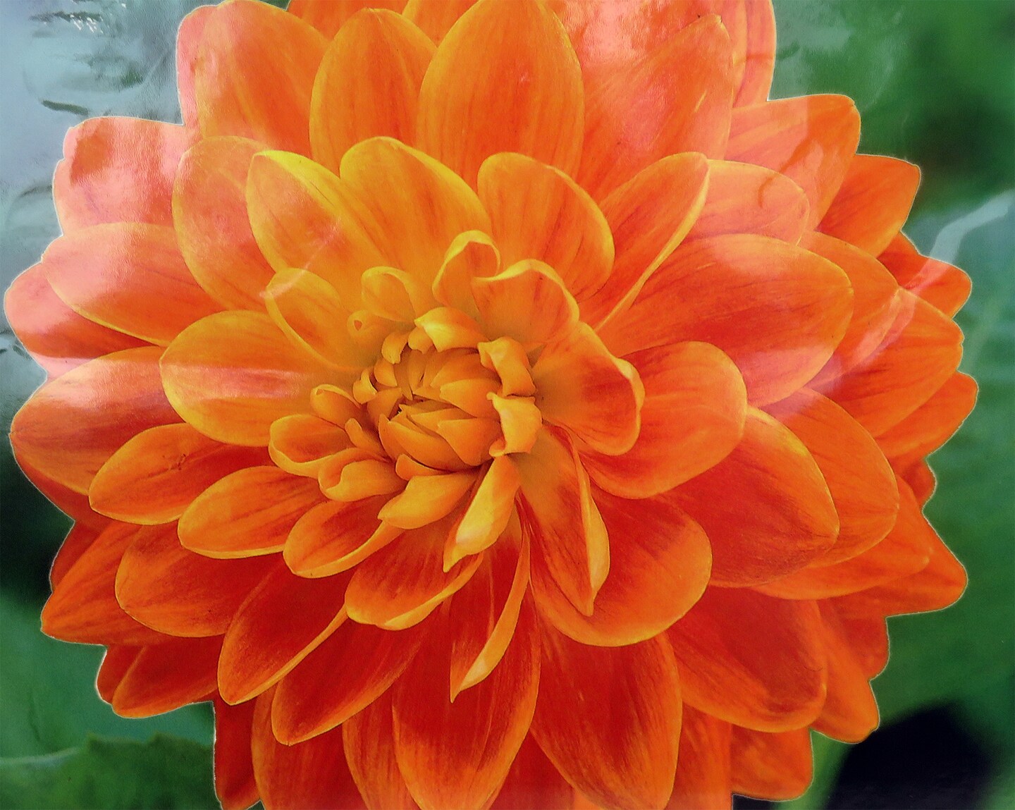 Graceland Dahlia - Decorative Flower - 2 bulbs