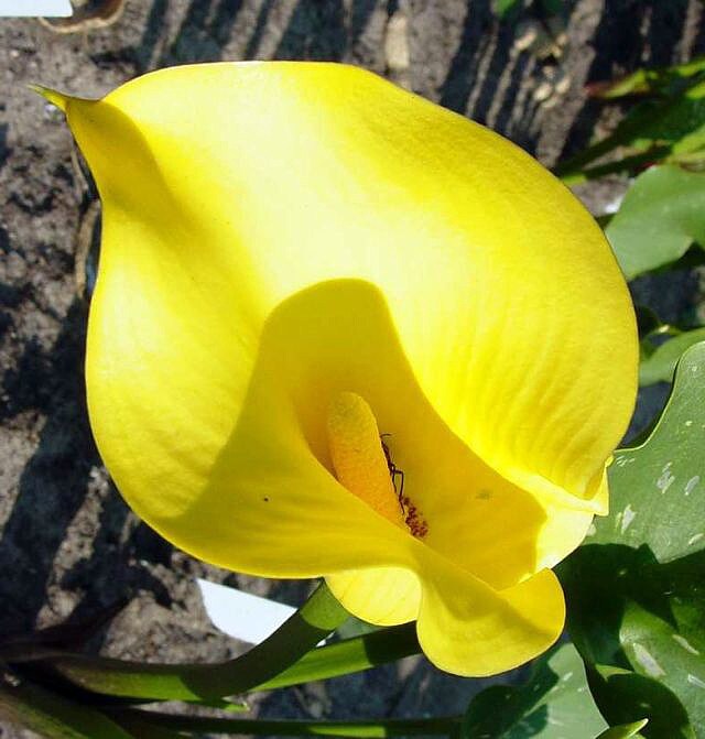 Strong Gold Calla Lily Bulb - 1 Bulb 14/16cm