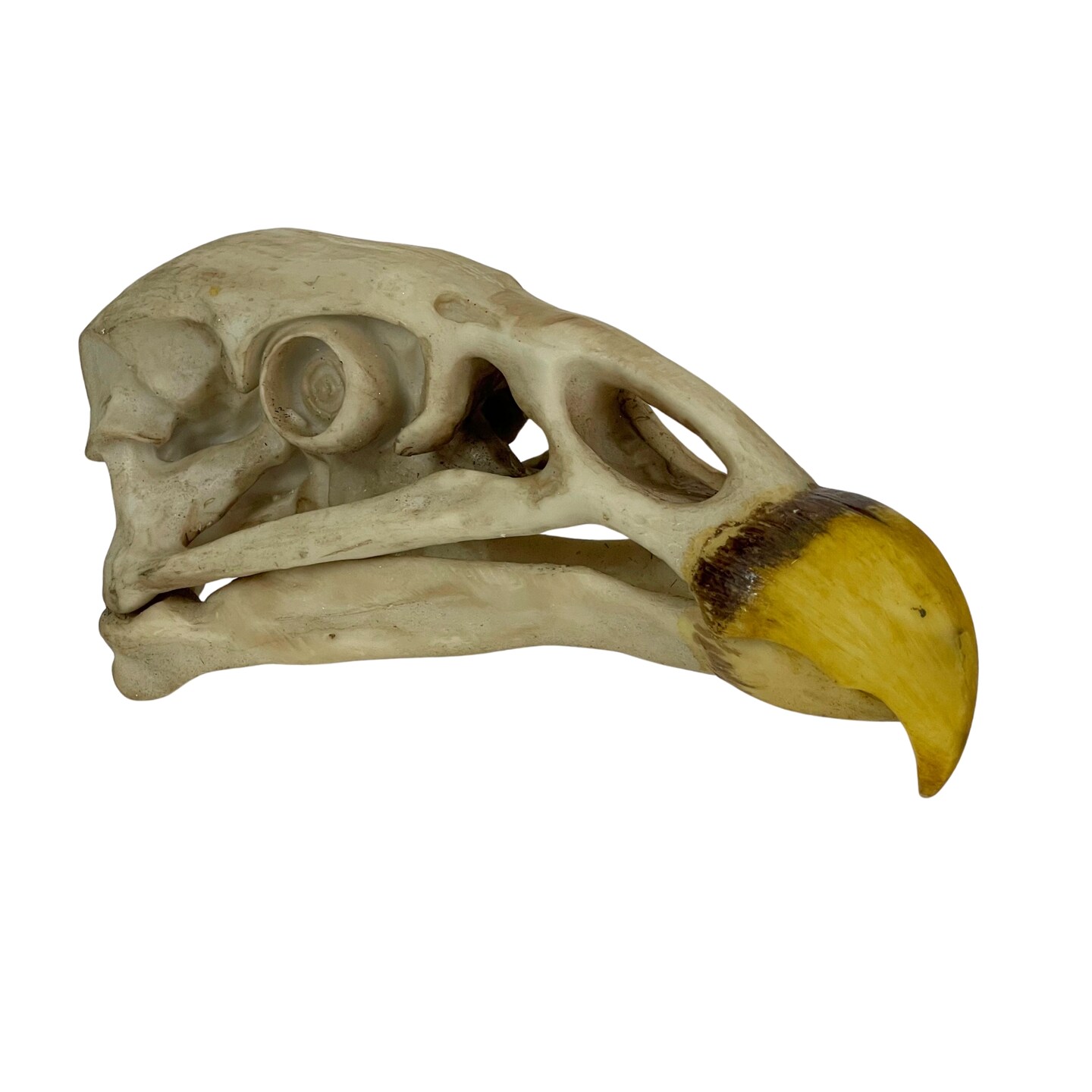 Replica California Condor Skull – Realistic Endangered Species Decor