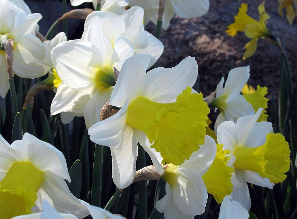 Holland Sensation Daffodil 4 Bulbs - 14/16 cm - Sunny Yellow & White