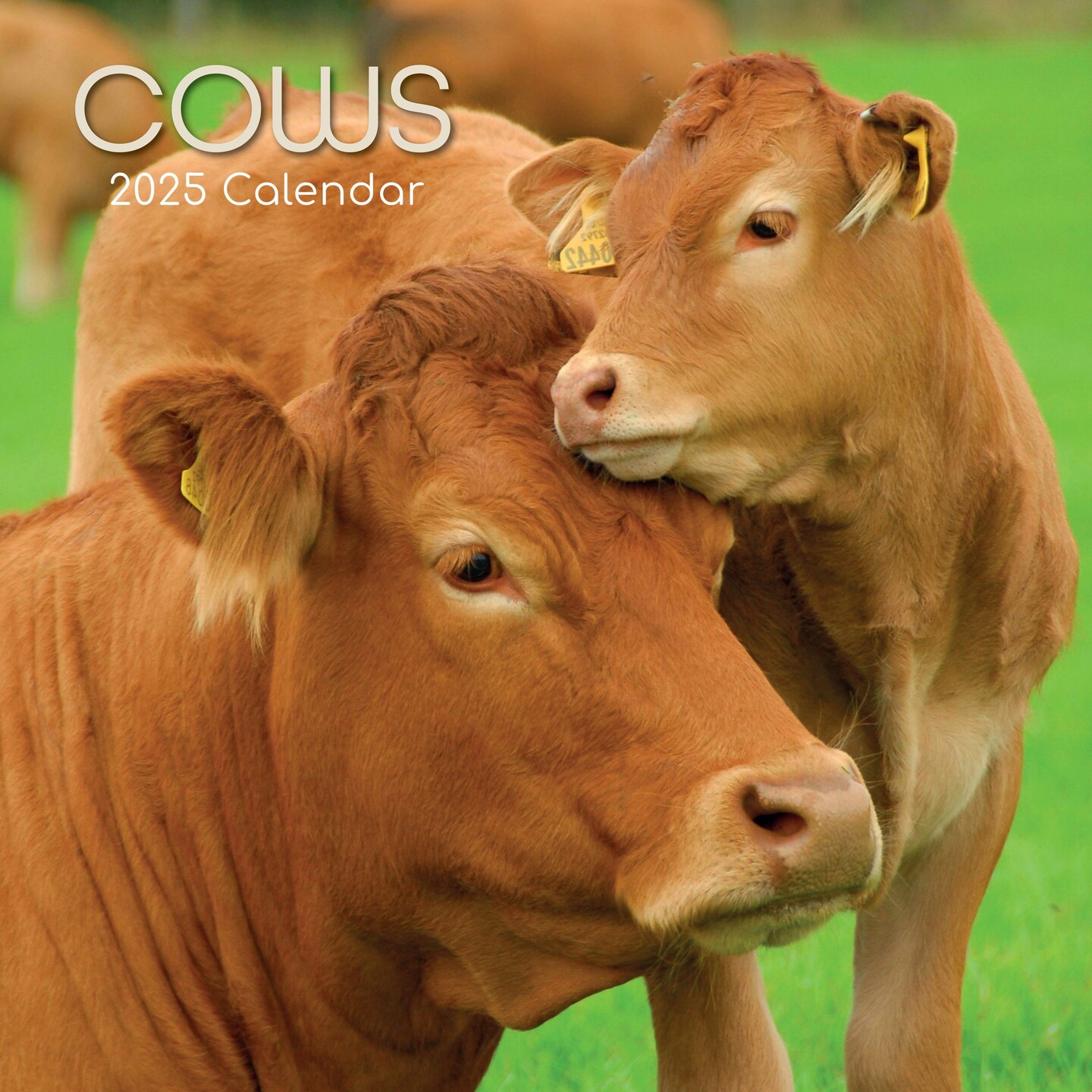 The Gifted Stationary 2025 Square Wall Calendar, Cows, 16-Month Animals Theme Hanging Calendar with 180 Reminder Stickers, Month Planner for Home or Creative Spaces, 12x12 In