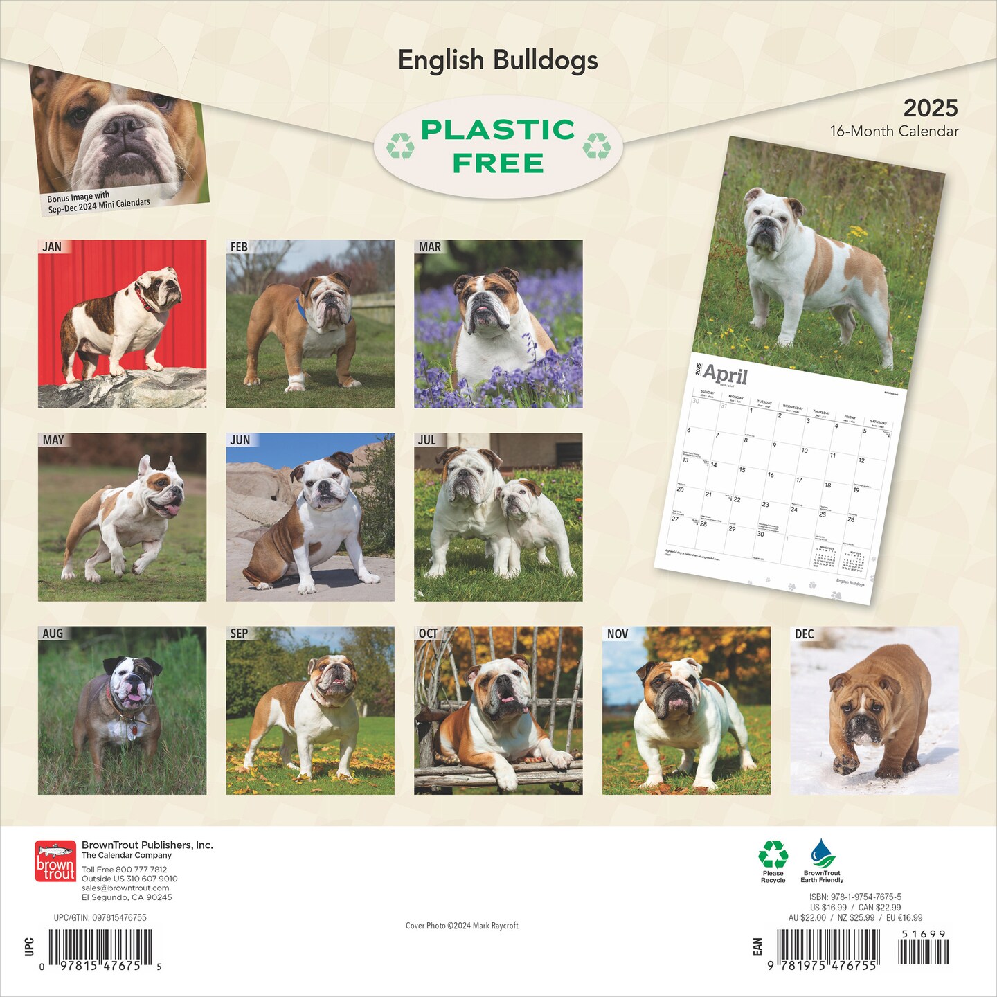 English Bulldogs | 2025 12 x 24 Inch Monthly Square Wall Calendar | Plastic-Free | BrownTrout | Animals Dog Breeds