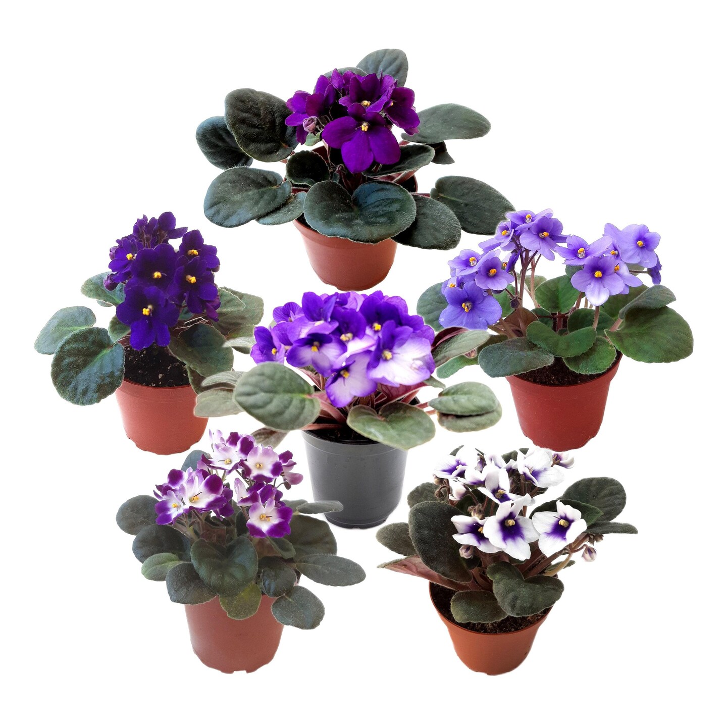 10-Pack of 4 Pot African Violets, Saintpaulia ionantha, from 12 Available  Colors, Colors May Vary but All Different, African Violet Live | MakerPlace  by Michaels