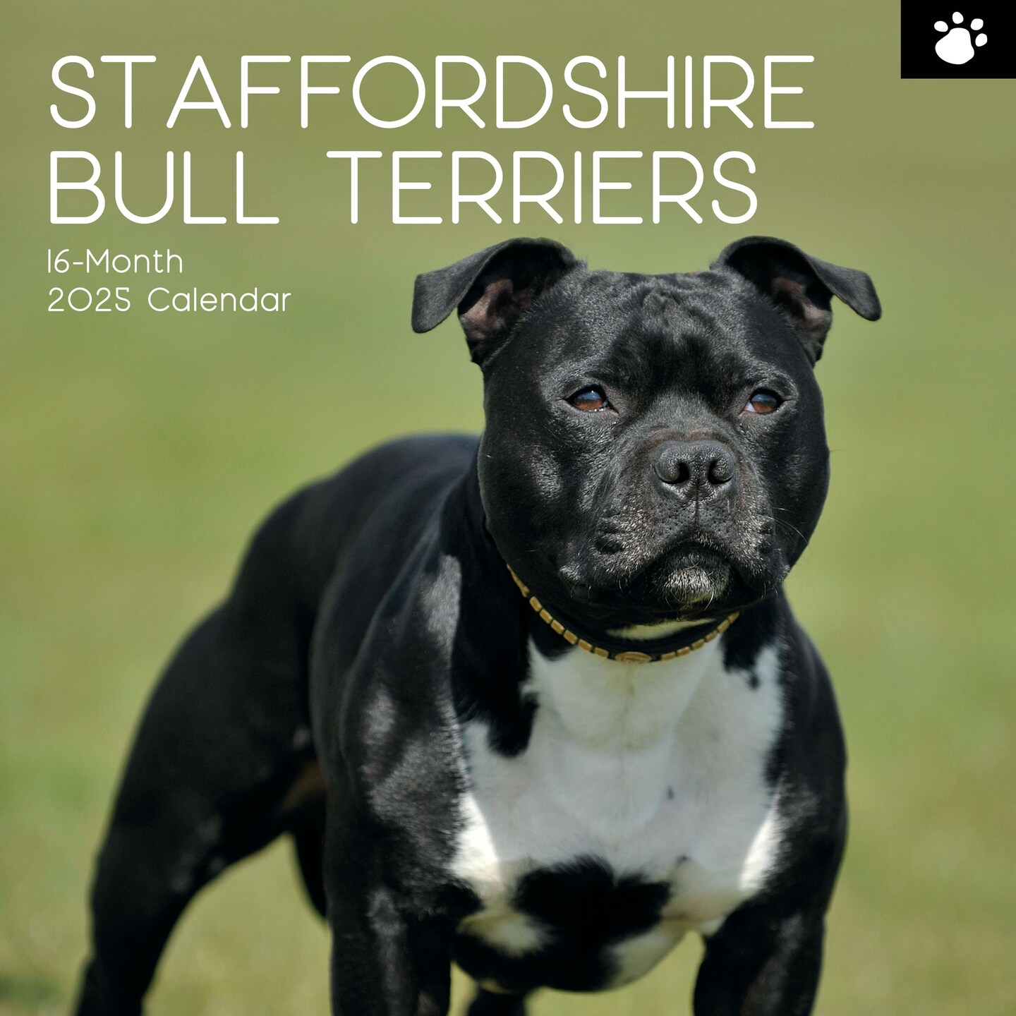 2025 Square Wall Calendar, Staffordshire Bull Terriers, 16-Month Animals Theme with 180 Reminder Stickers (12 x 12 In)
