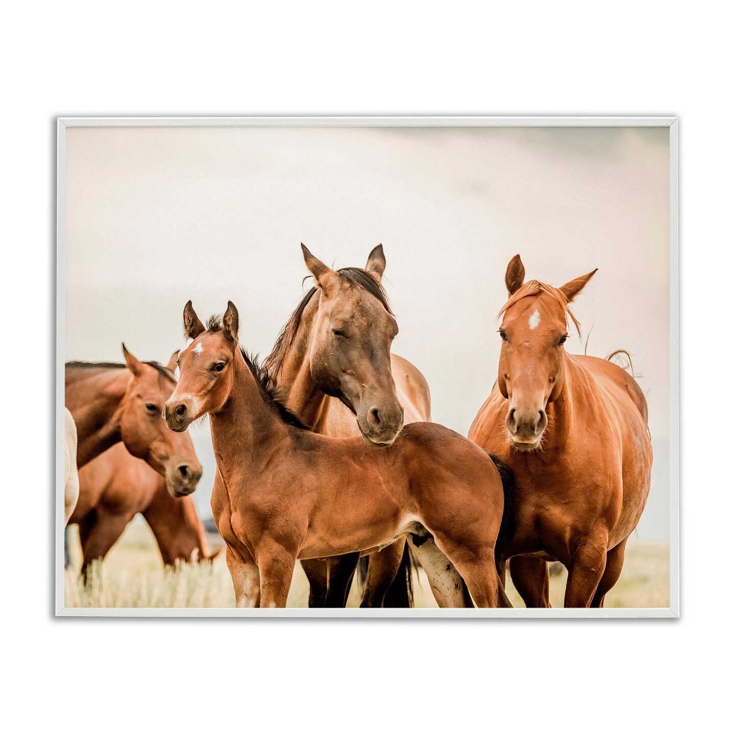 Stupell Industries Horse &#x26; Foals Photography Framed Giclee Art