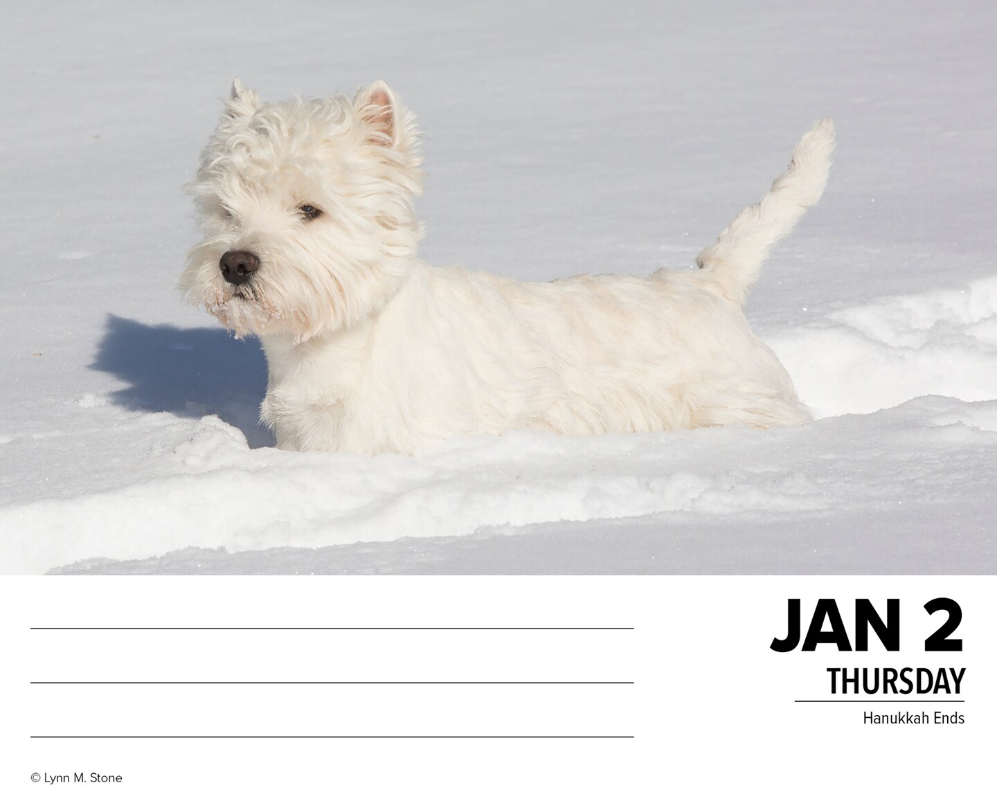 Just Westies 2025 Box Calendar - Dog Breed Daily Desktop