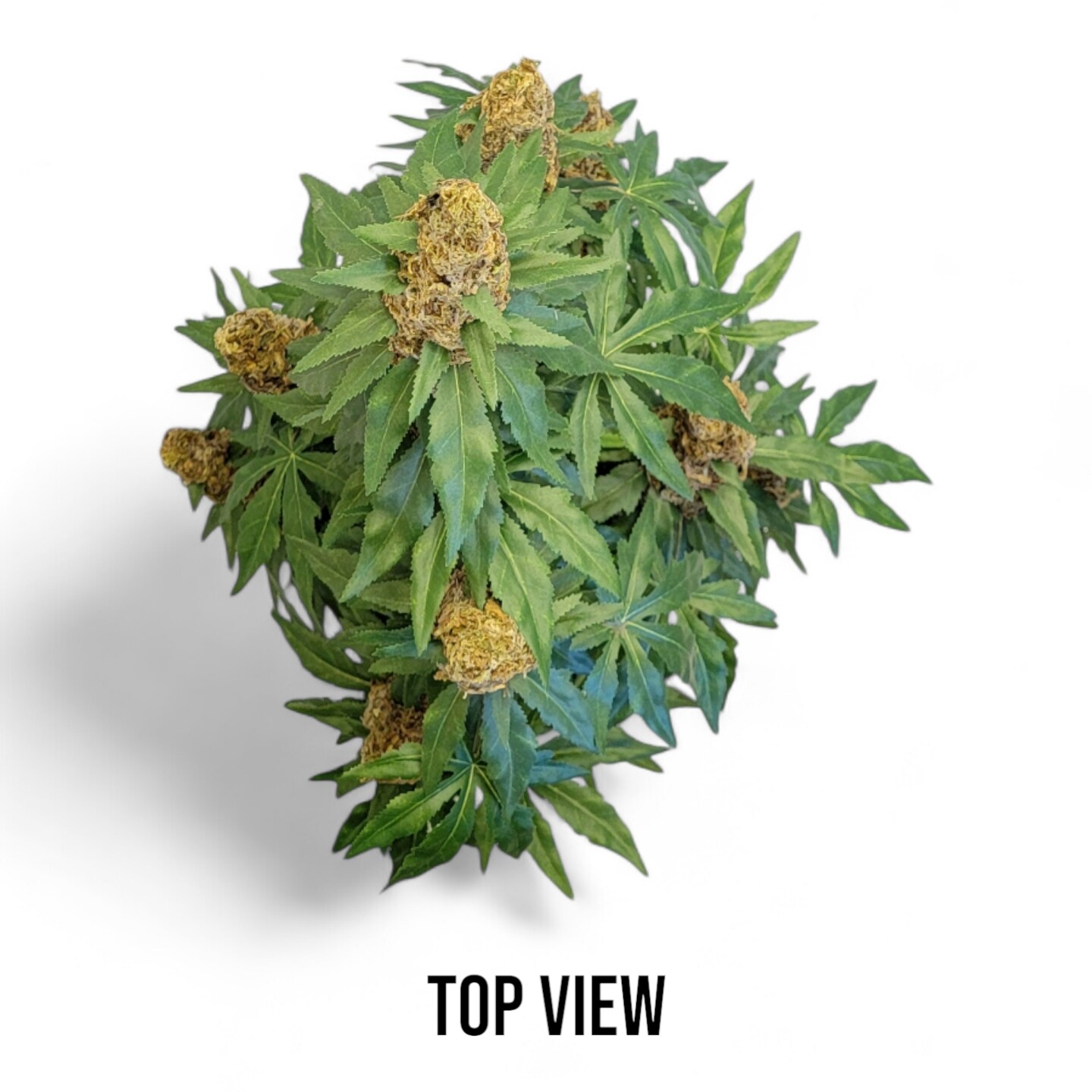 40" Artificial Marijuana Plant - Fake Weed Cannabis XXL (420) Decoration | FAUX-20 product 5