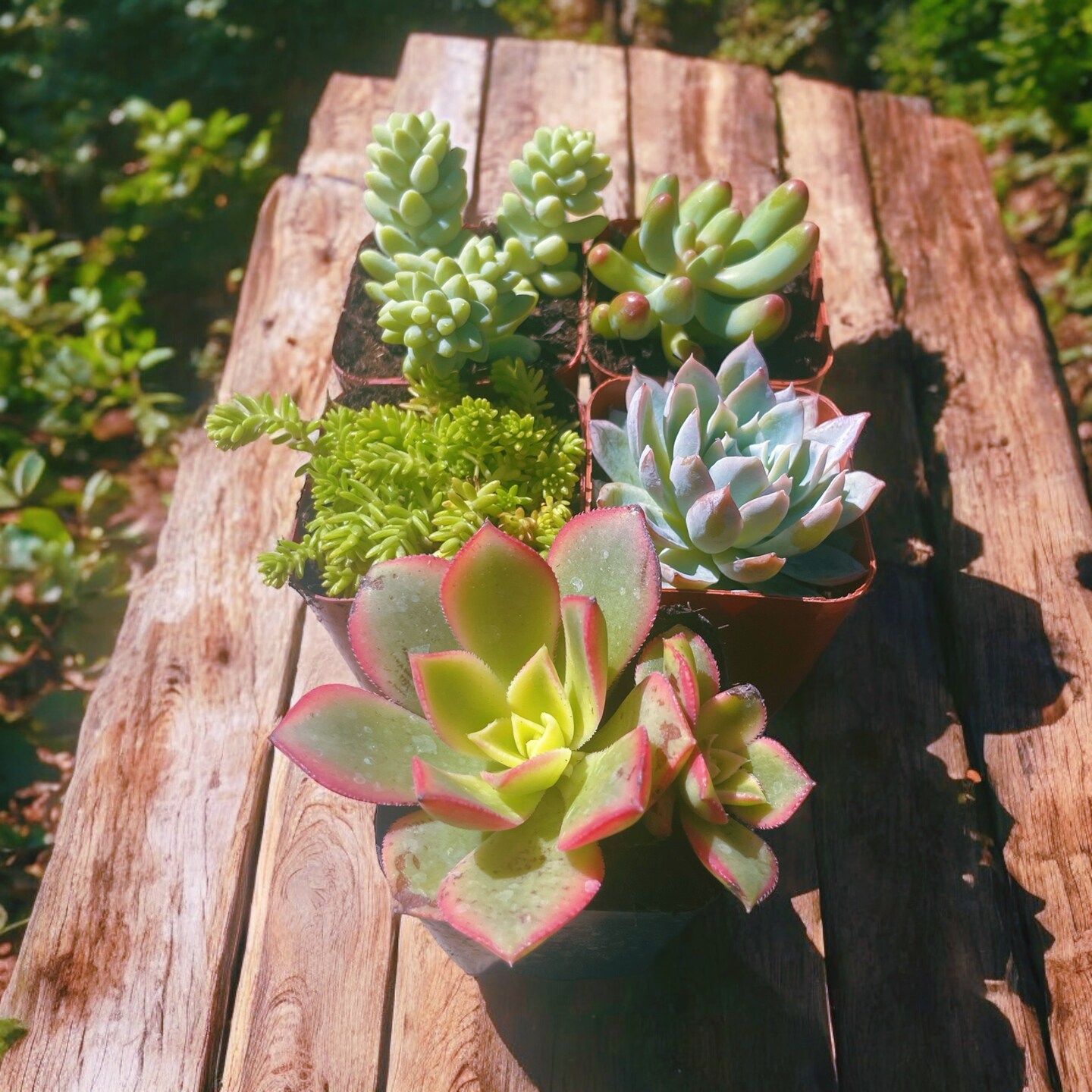 Succulent variety box | 2 inch live succulents for crafting