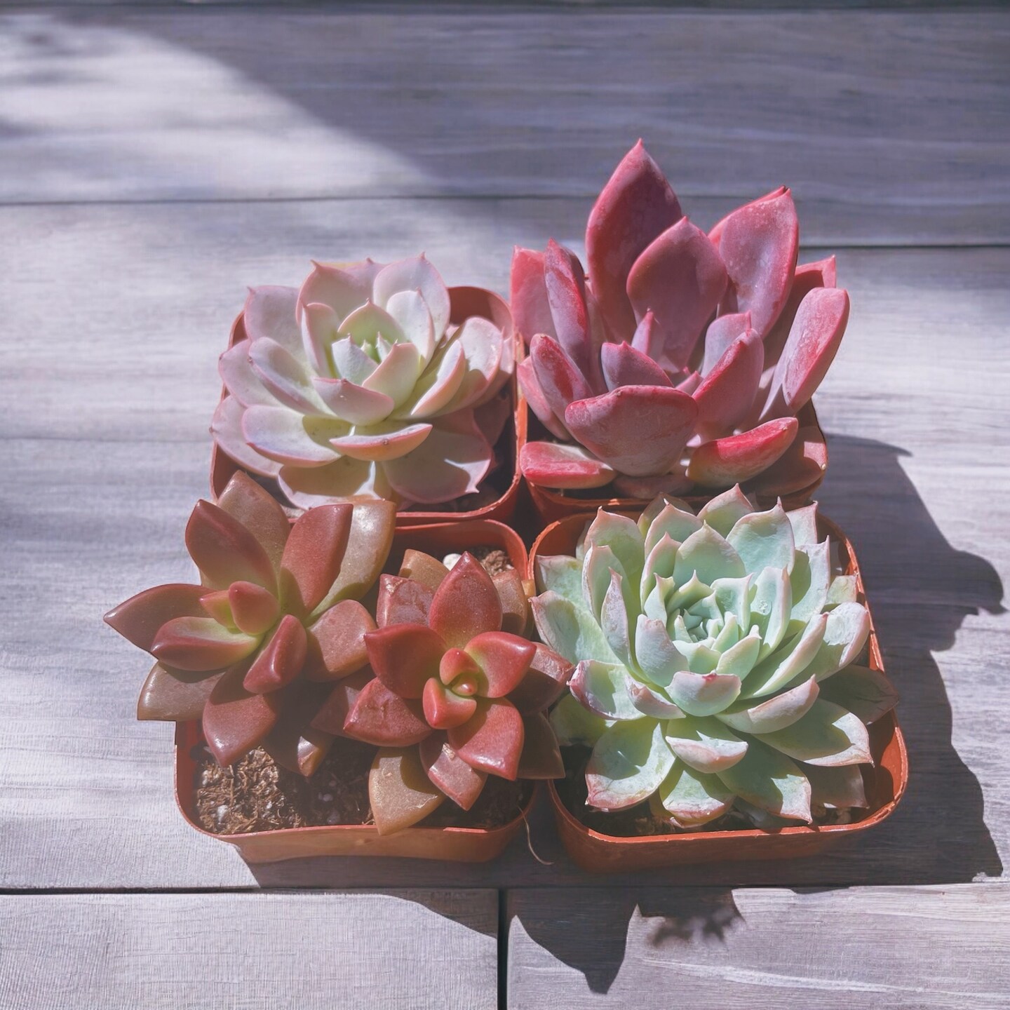 Succulent variety box | 2 inch live succulents for crafting