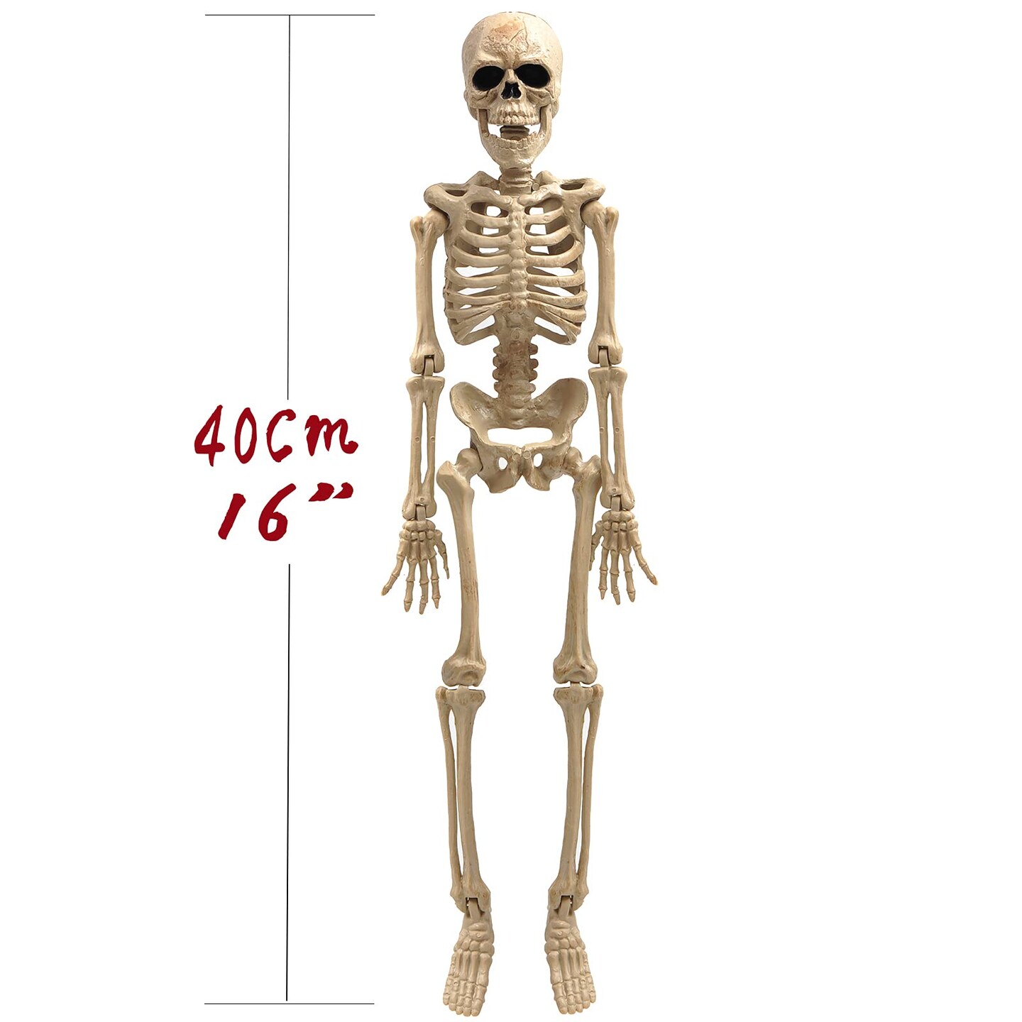 16&#x22; Halloween Skeleton,Full Body Skeleton with Posable Movable Joints for Haunted House Props Decorations