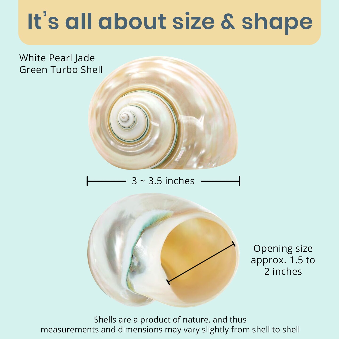 Hermit Crab Shells 3