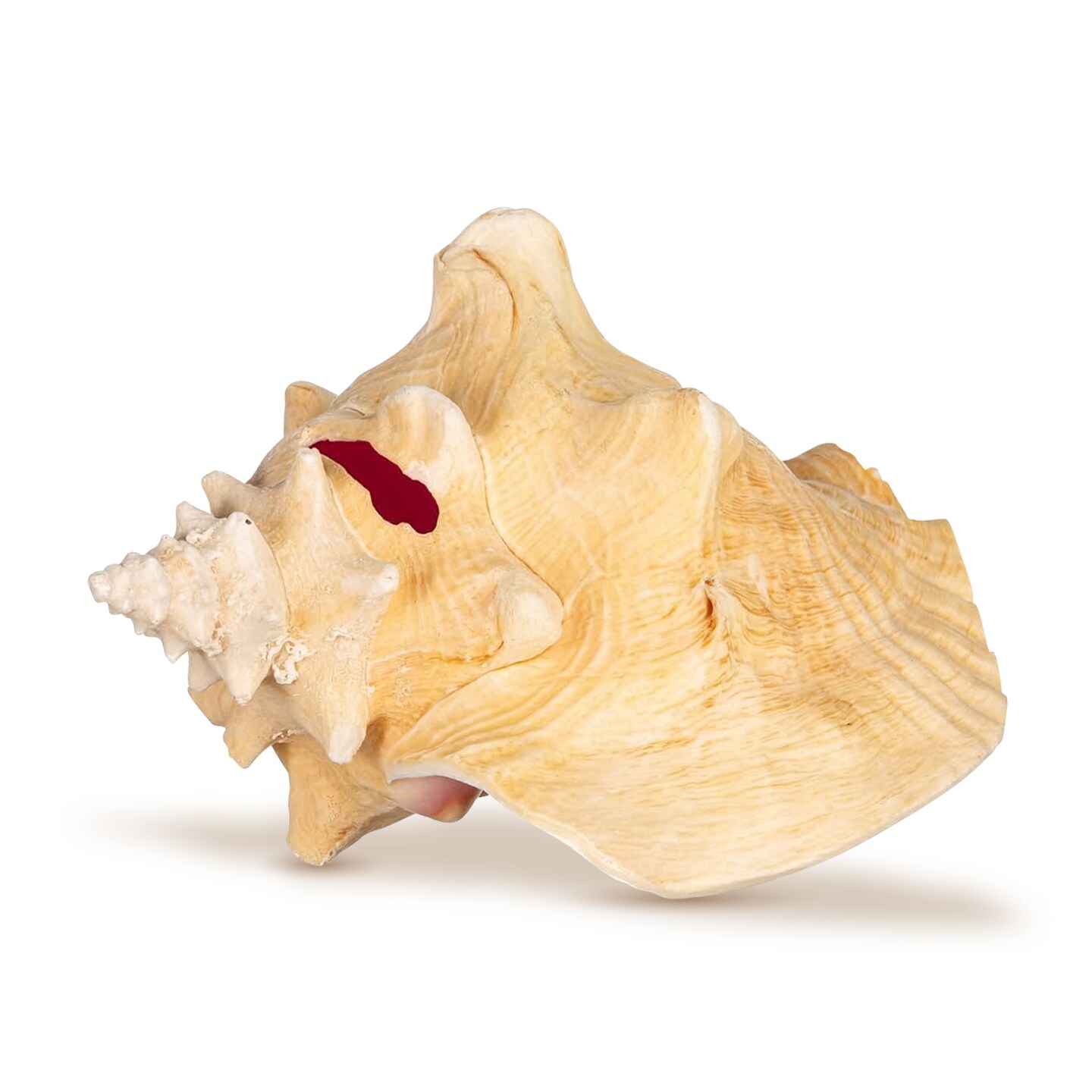 Conch Seashell 6