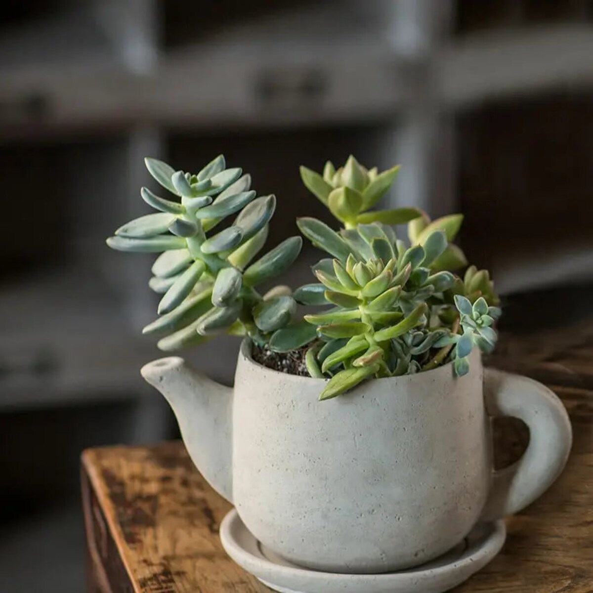 Decorative Cement Teapot Planter for Succulents Herbs Indoor Outdoor Use