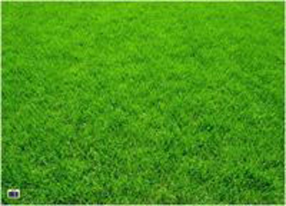 Grass Background Bulletin Board Paper 19x27 Inch – Green Grass Classroom Backdrop for Spring Wall Decor, School Displays & Craft Projects