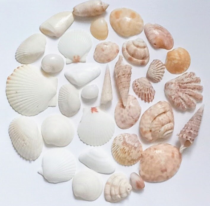 8x8 Shadow Box Framed Seashell Art | MakerPlace by Michaels