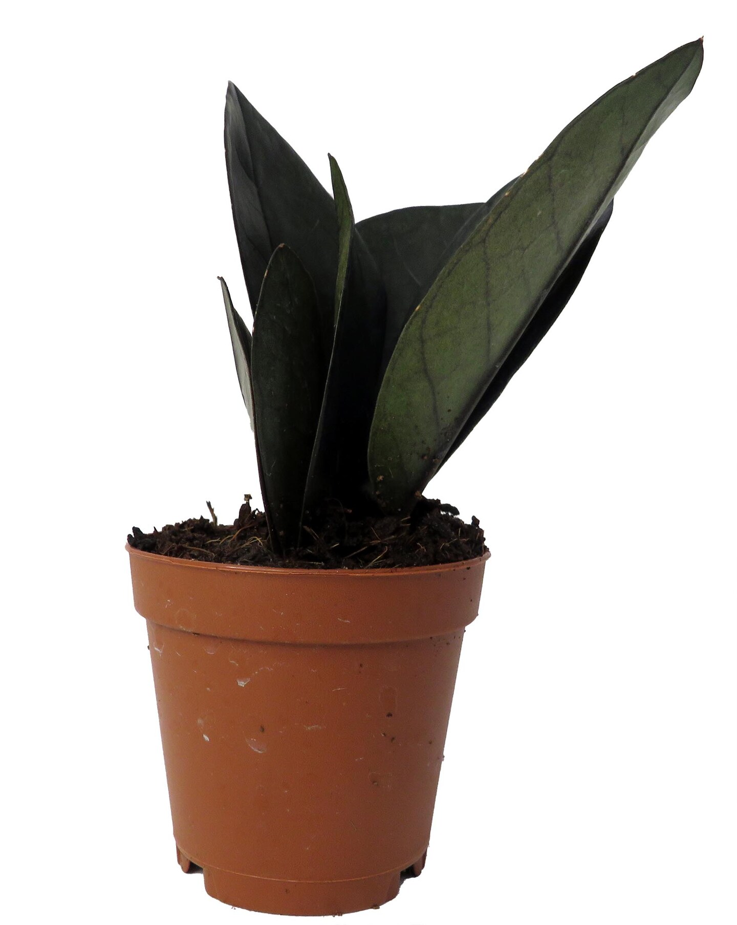 Rare Black Raven ZZ Plant - Zamioculcas zamiifolia - 2&#x22; Pot - Collector&#x27;s - World&#x27;s Easiest House Plant
