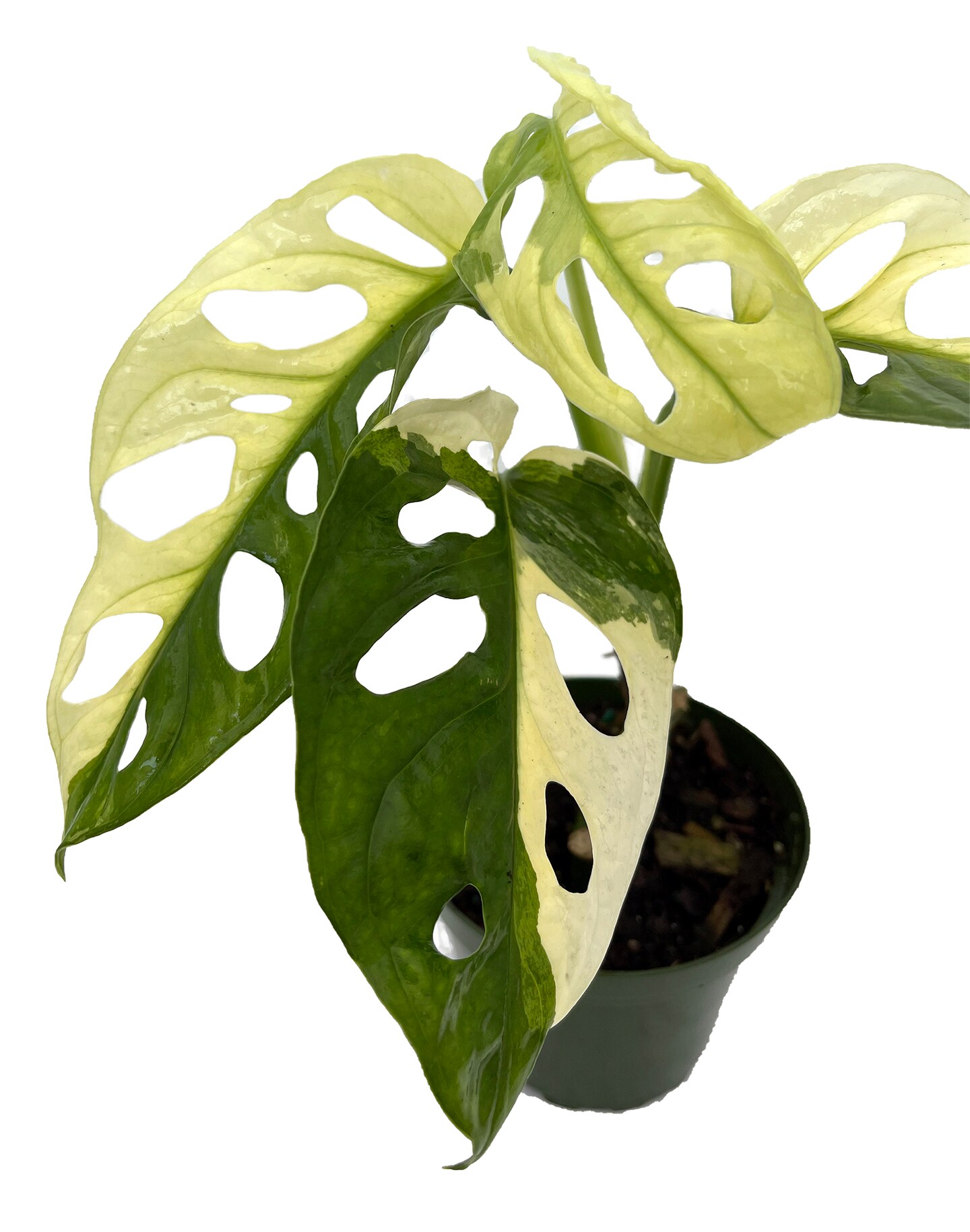 Exotic Variegated Swiss Cheese Plant - Monstera adansonii var - 4" Pot