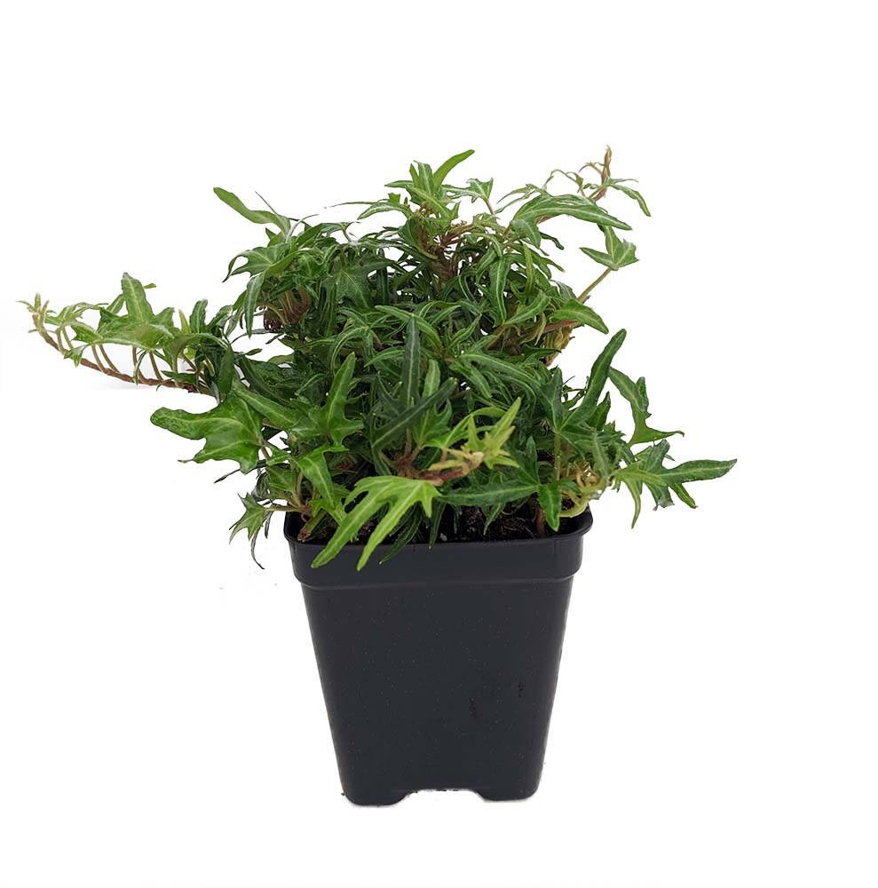 Feen Finger English Ivy - 2.5&#x22; Pot - Terrarium/Fairy Garden/House Plant