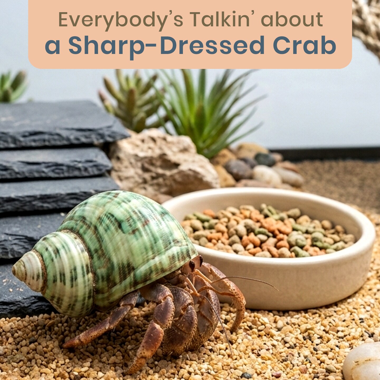 Hermit Crab Shells .75