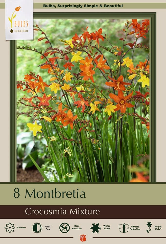 Crocosmia Crocosmilflora Mixture - 8 Bulbs - Montbretia - Very Hardy - Colorful