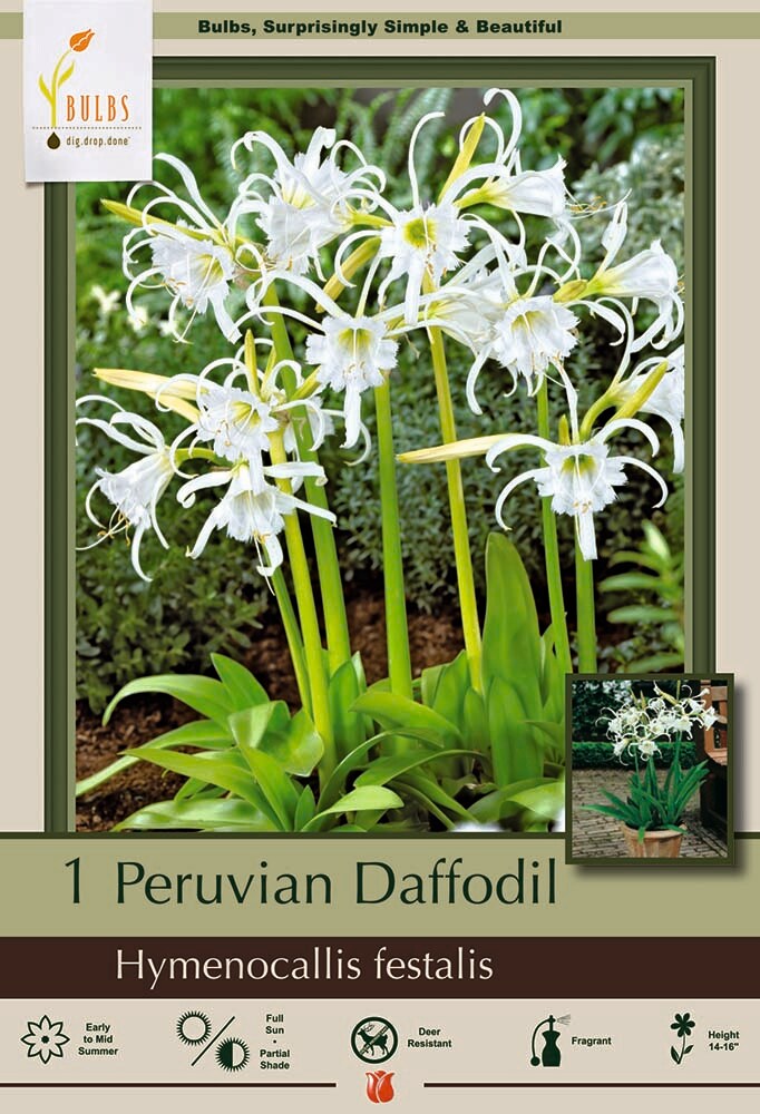 Peruvian White Daffodil Bulb - Hymenocallis festalis - Unusual Bloom