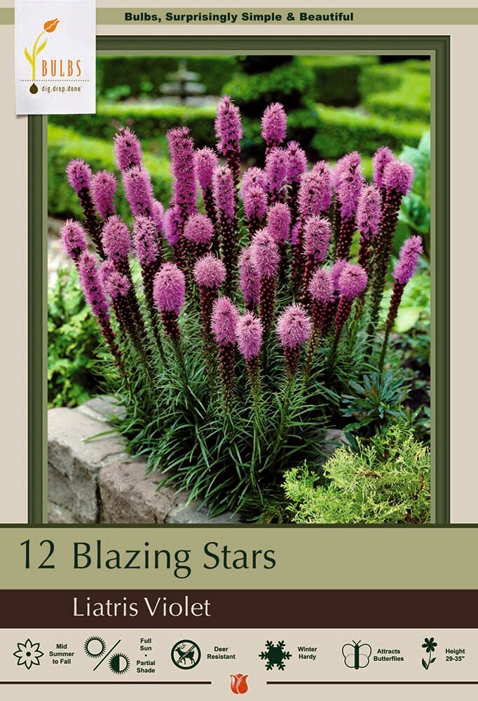 Violet Gay Feather - Liatris Spicata - 12 Bulbs 10/12 cm