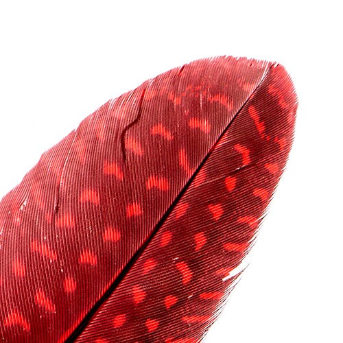 John Bead 6-9in Guinea Fowl Quill Feathers, 3 Headers (10ct.)