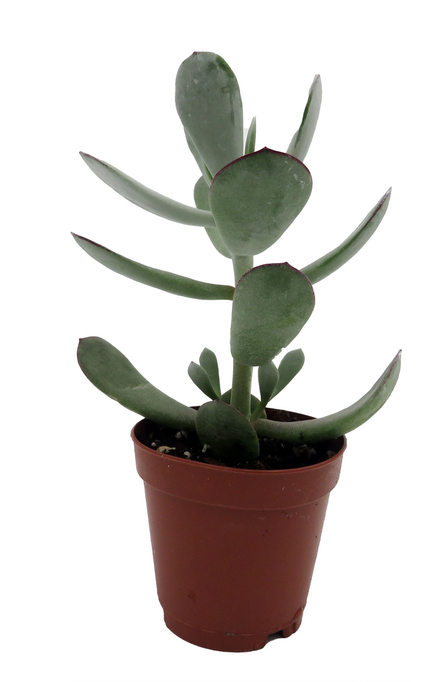 Pig&#x27;s Ear Succulent Plant -Cotyledon Orbiculata - 2&#x22; Pot