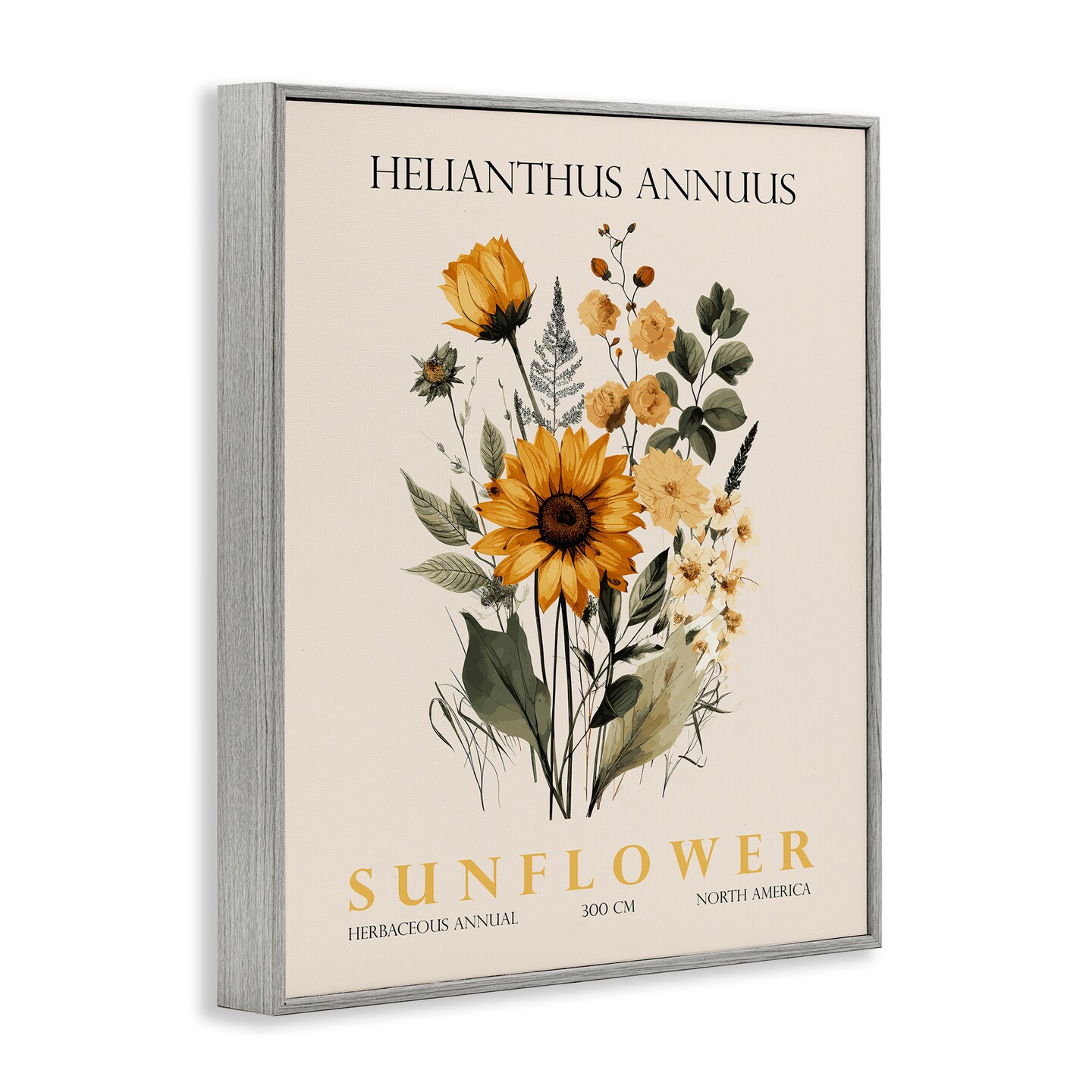 Stupell Industries Natural Sunflower Bundle Framed Giclee, design by Christopher Giampietro