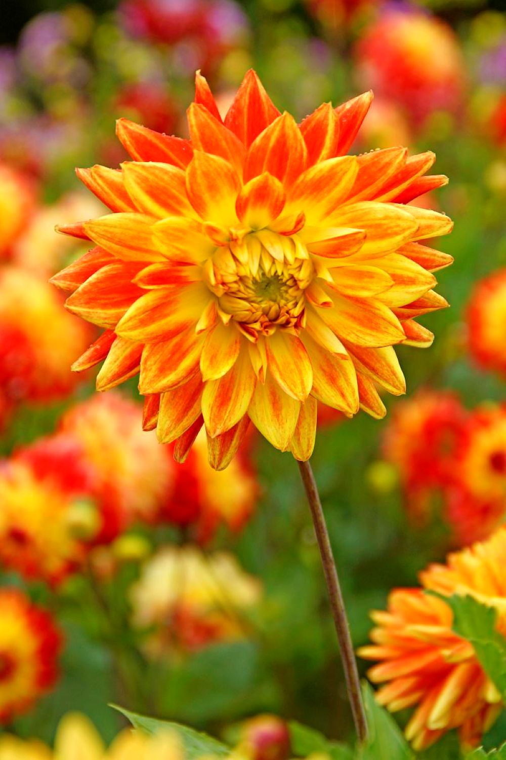 Sun Explosion Dahlia - Dinnerplate Flower