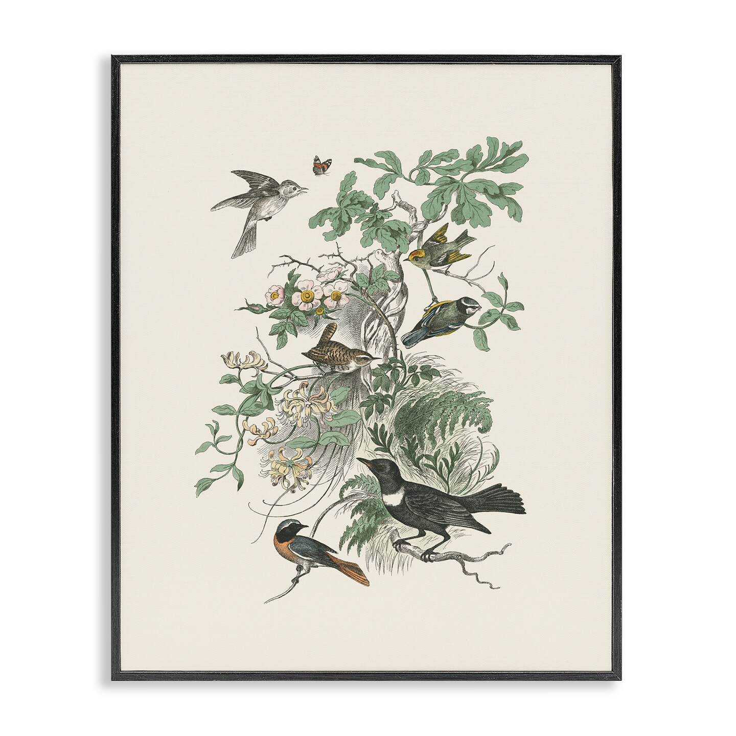 Stupell Industries Various Birds in Vintage Nature Framed Giclee By Wild Apple Portfolio