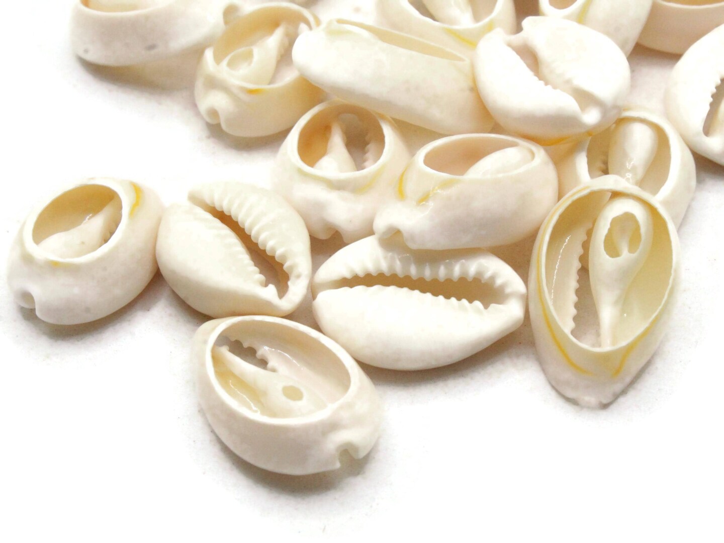 20 20mm Back Cut Cowrie Seashell Beads bK2