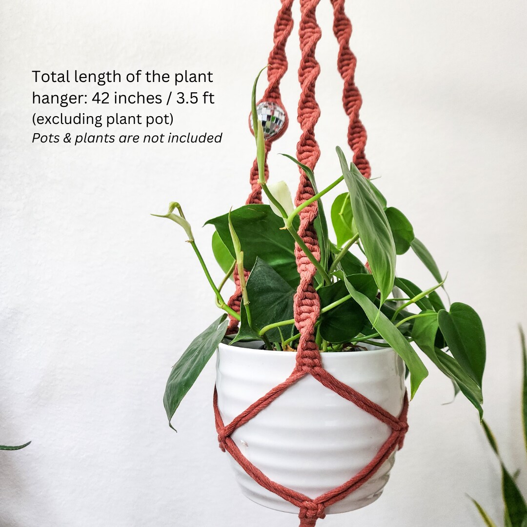 golden devil's ivy pothos epipremnum Epipremnum Aureum - Devils Ivy | Uprooted