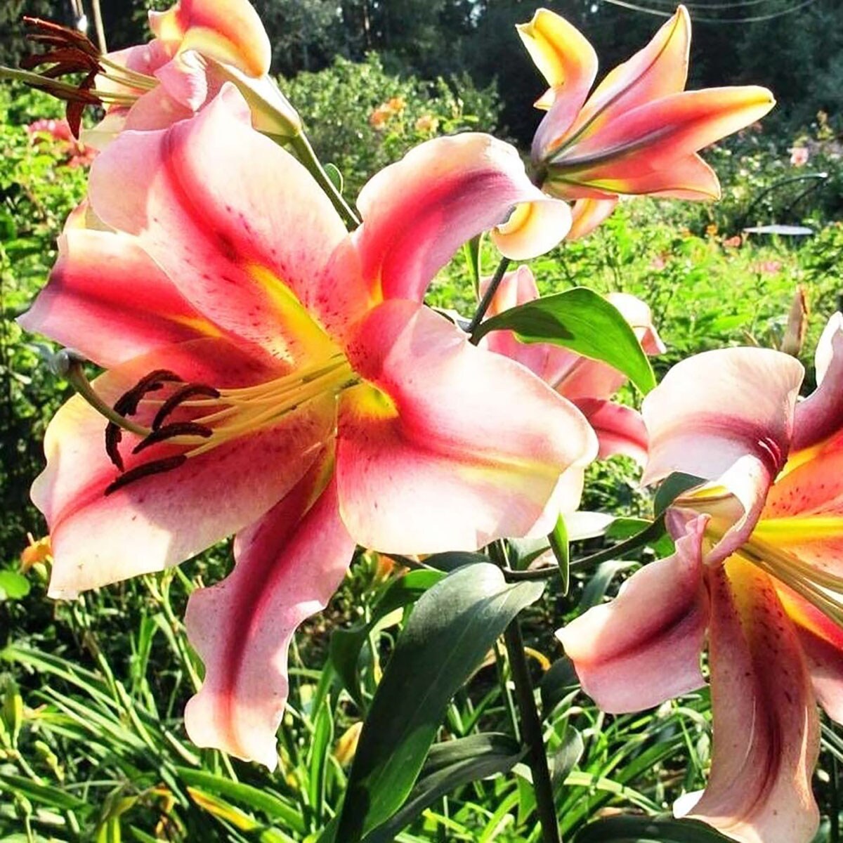 Olympic Torch Giant Hybrid Lily 2 Bulbs - 16/18 cm Bulbs