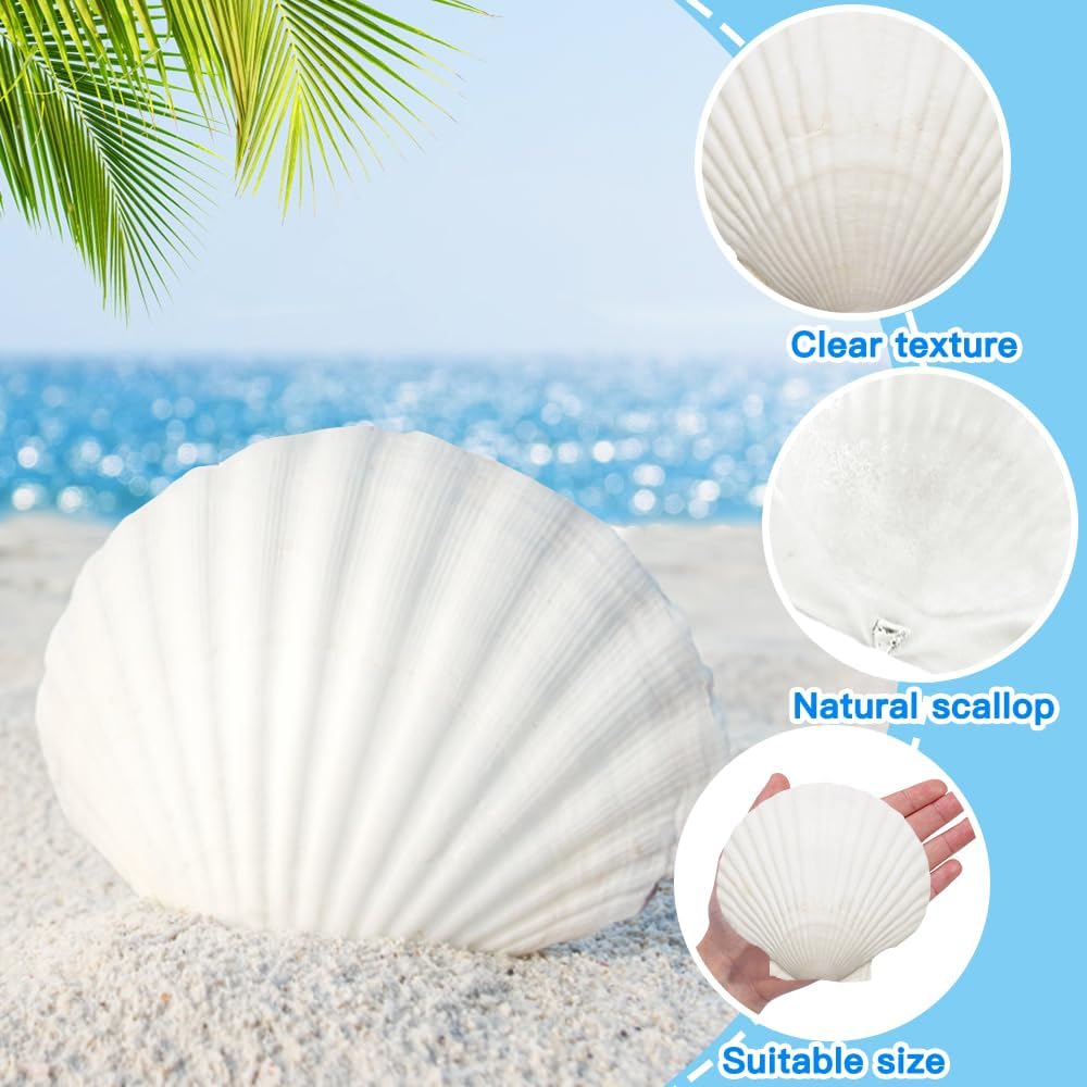18PCS Large Natural Scallop Shells,4&#x27;&#x27;-5&#x27;&#x27; White Seashells Bulk for Crafts DIY Painting Baking and Ocean Summer
