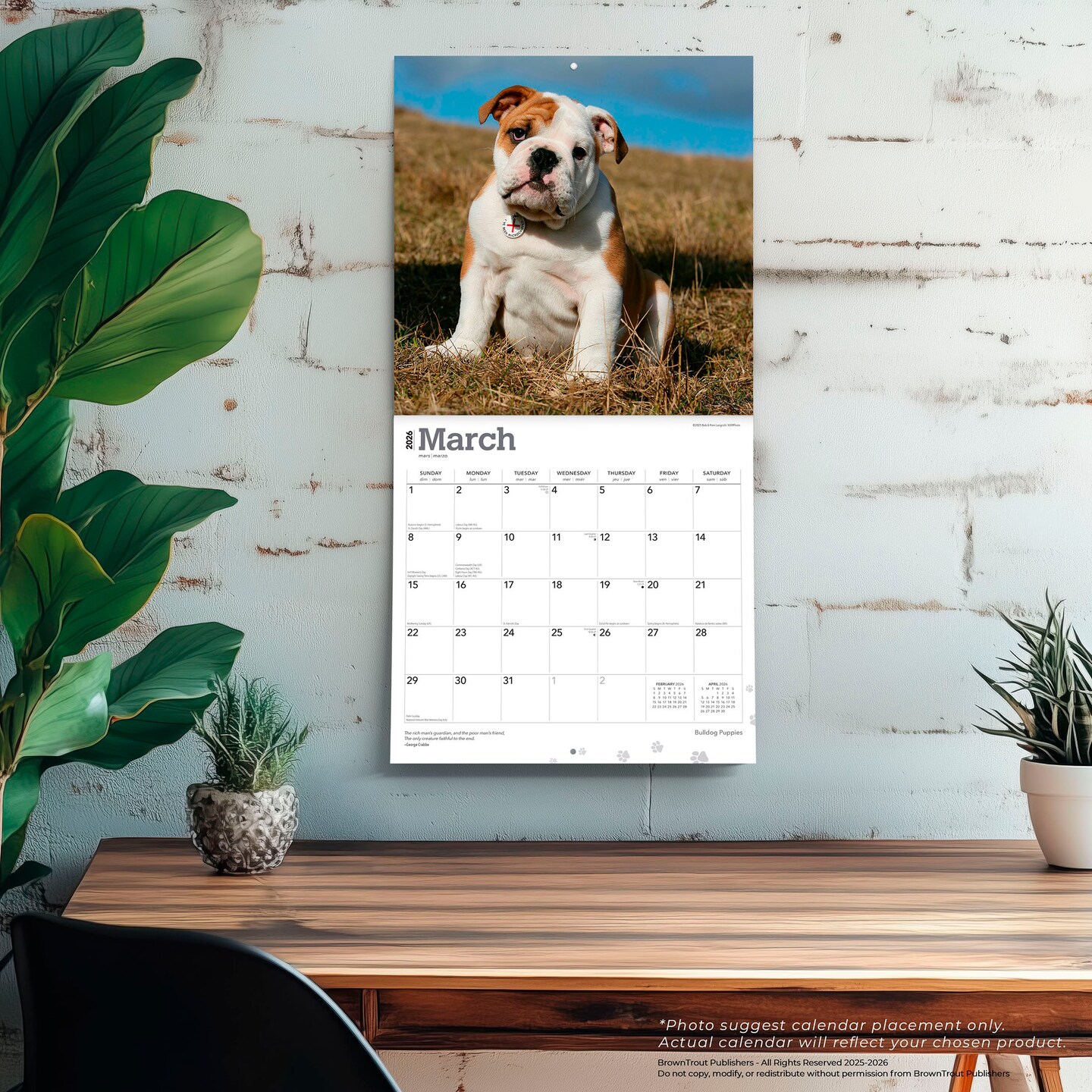 Bulldog Puppies | 2026 12 x 24 Inch (Hanging) Monthly Square Wall Calendar | Plastic-Free