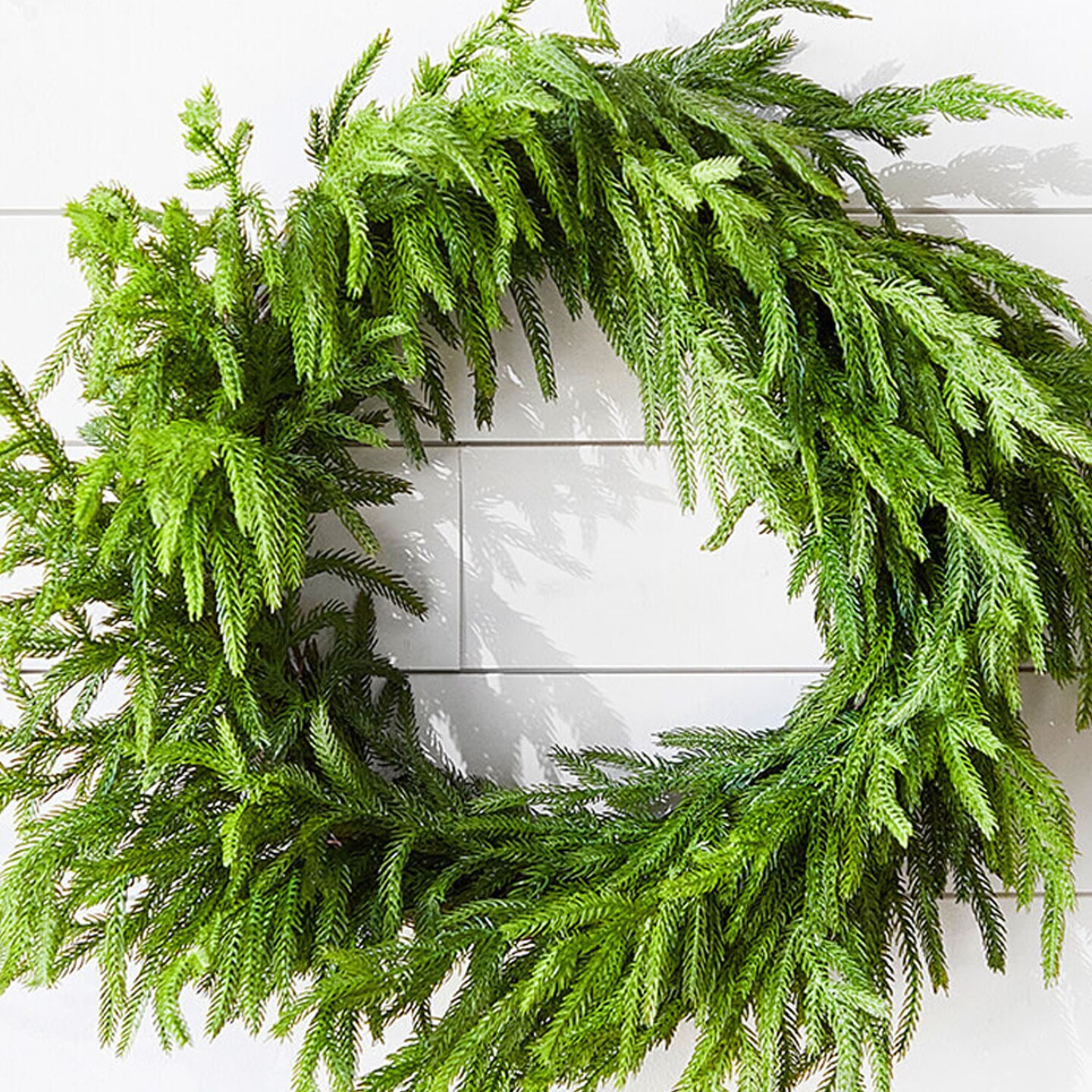 24&#x201D; Just Cut Norfolk Pine Wreath Fresh &#x26; Lush Holiday Decoration