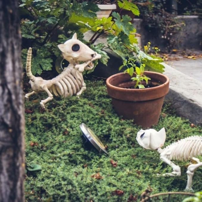 Digger The Skeleton Dog